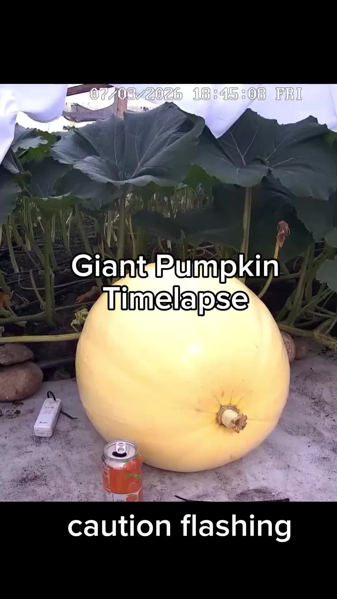 @bigpumpki