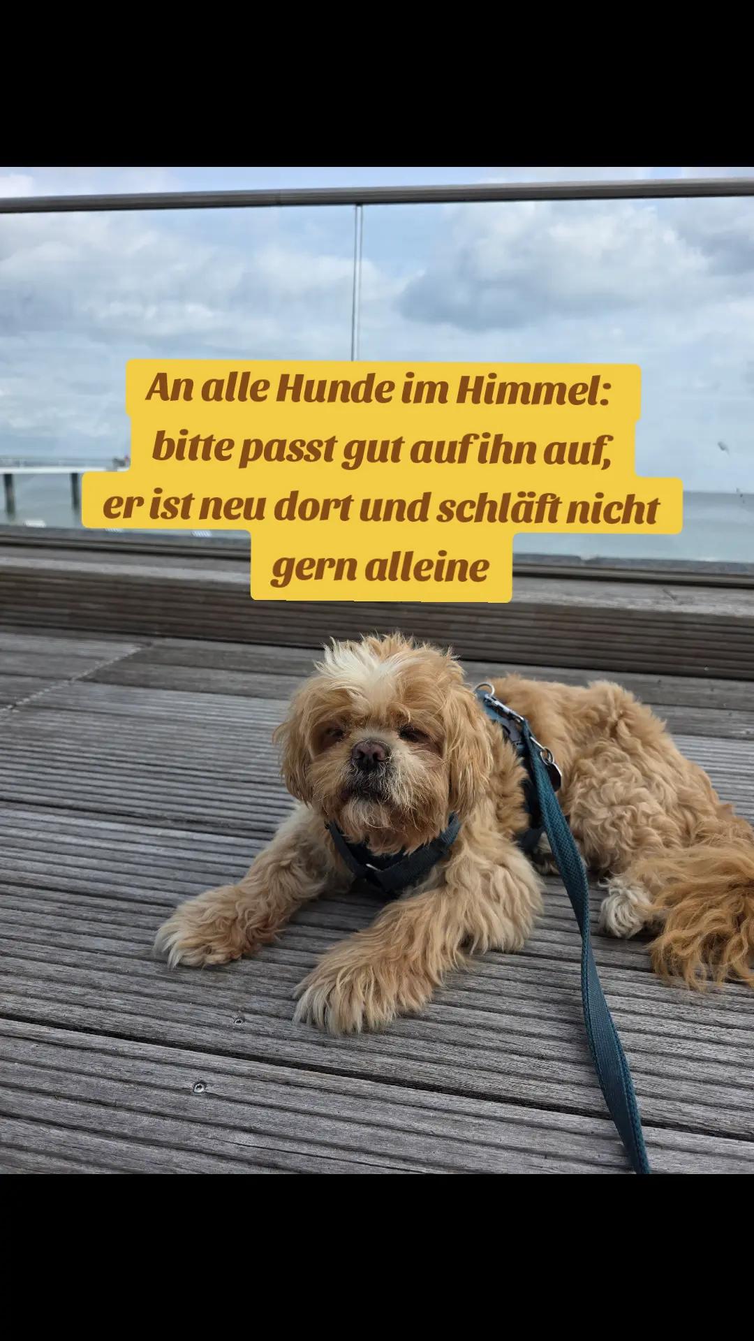 @✨️Domi✨️