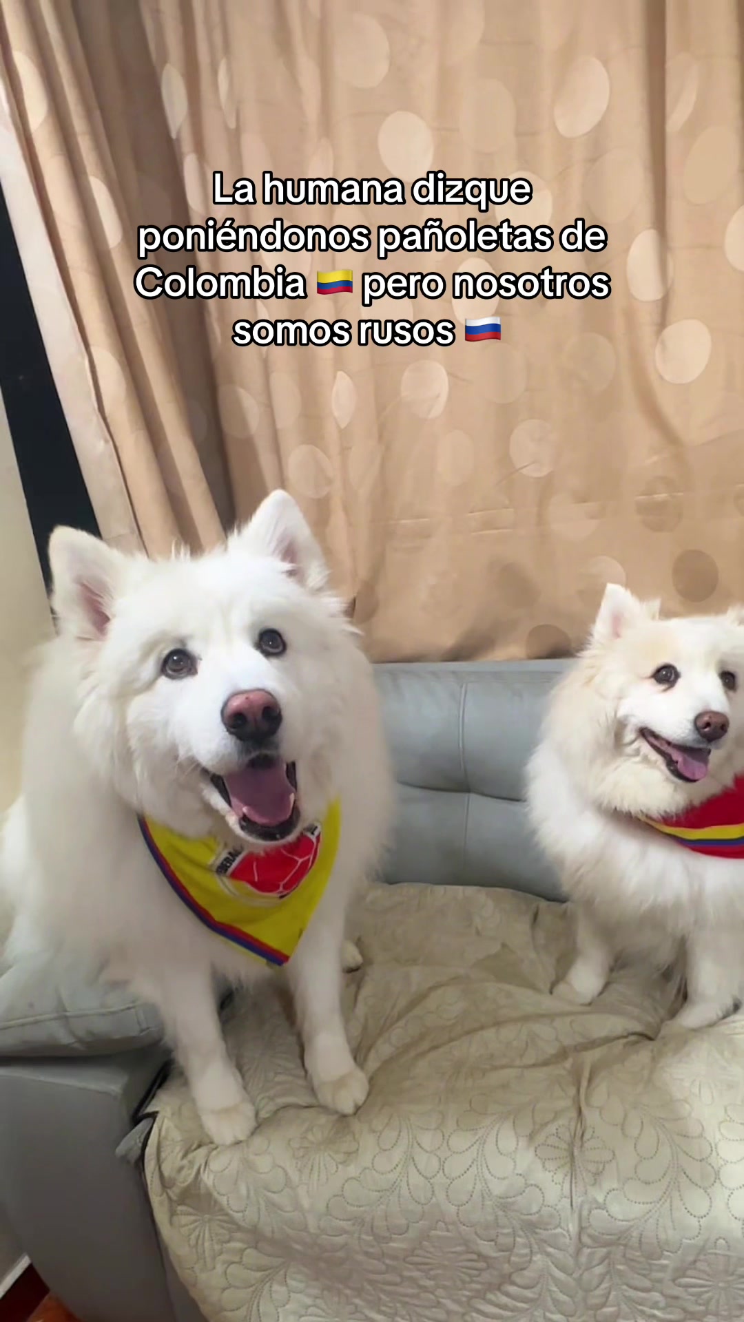 @Mikah & Cuchu Samoyedos 🐶🐾