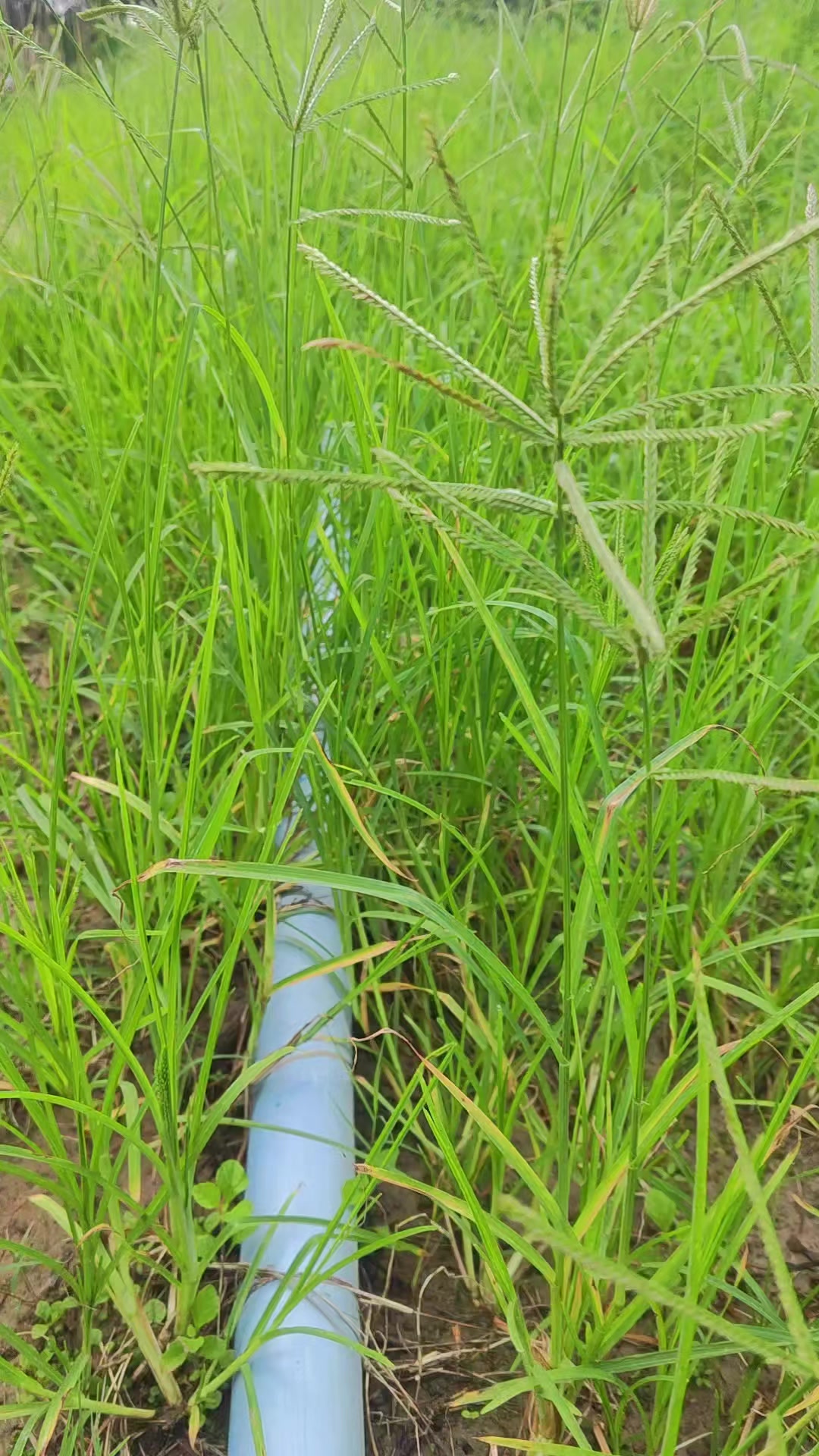 @H🍃