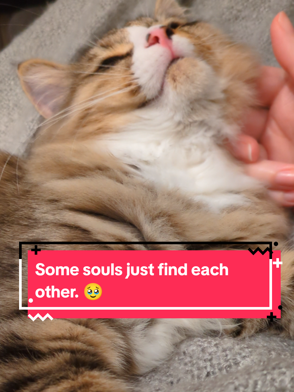 @The Cutest Cats Ever