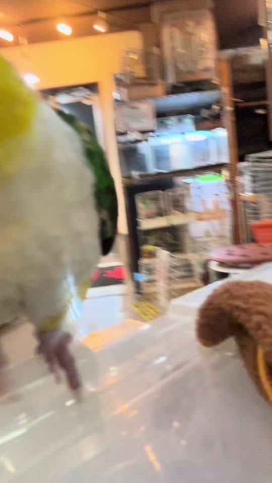 @総合ペットショップ　ノーザンみしま