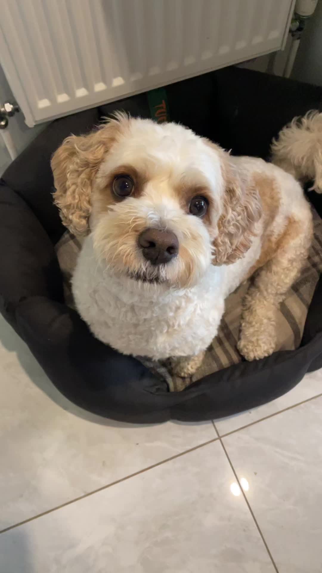 @My Cavachon