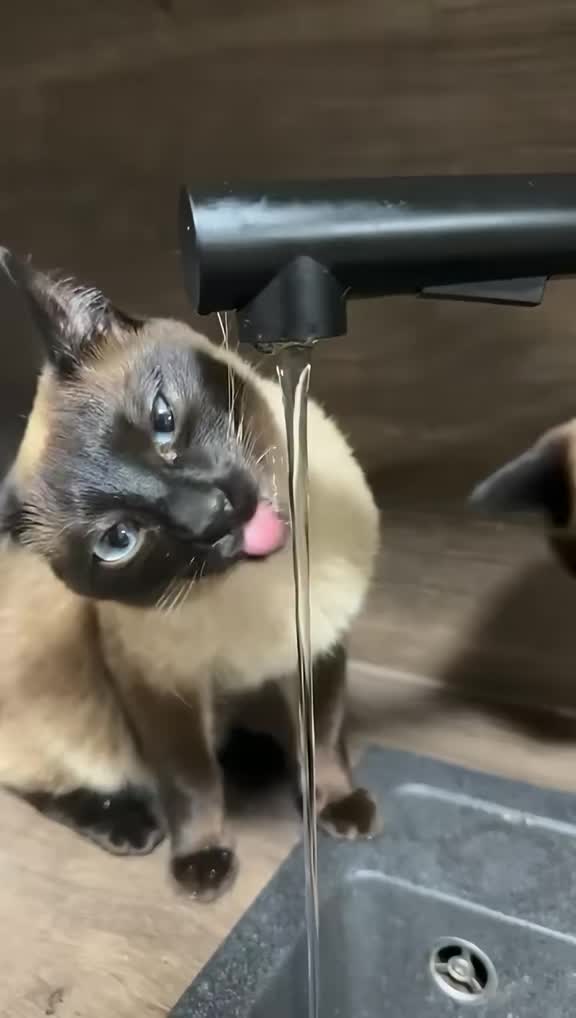 @GlaMurka🐈