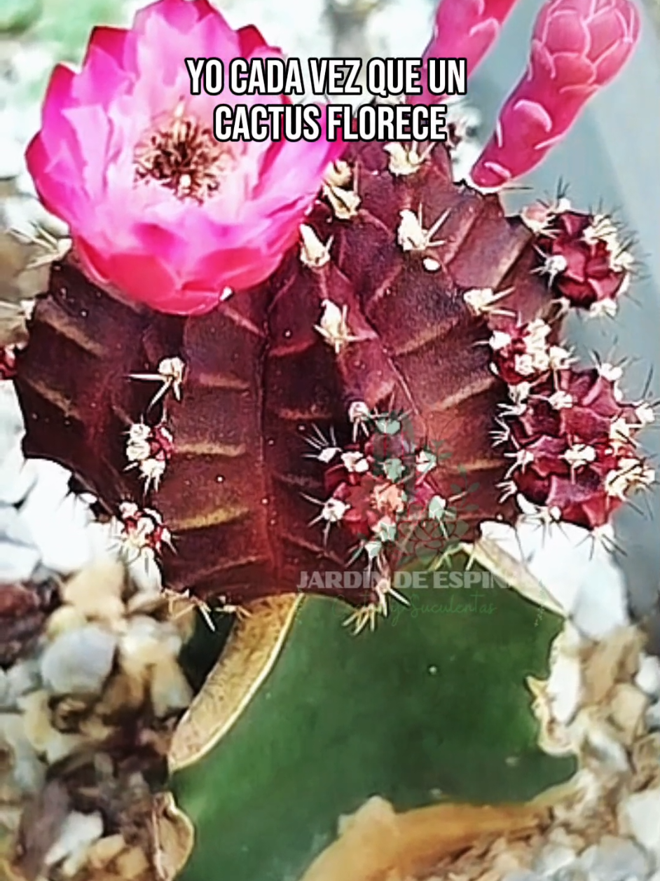 @CACTUS JARDIN DE ESPINAS