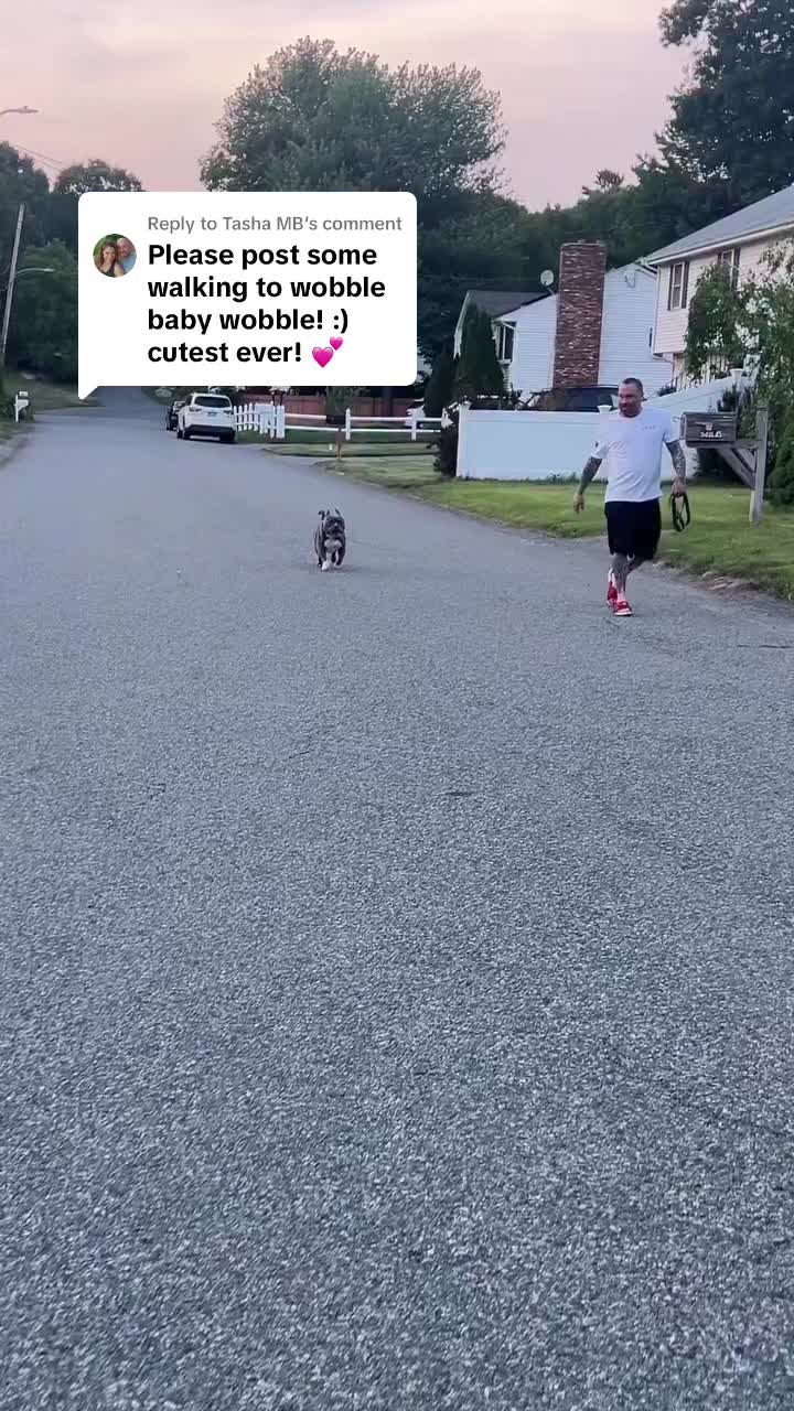 @Gunner | Pocket Bully