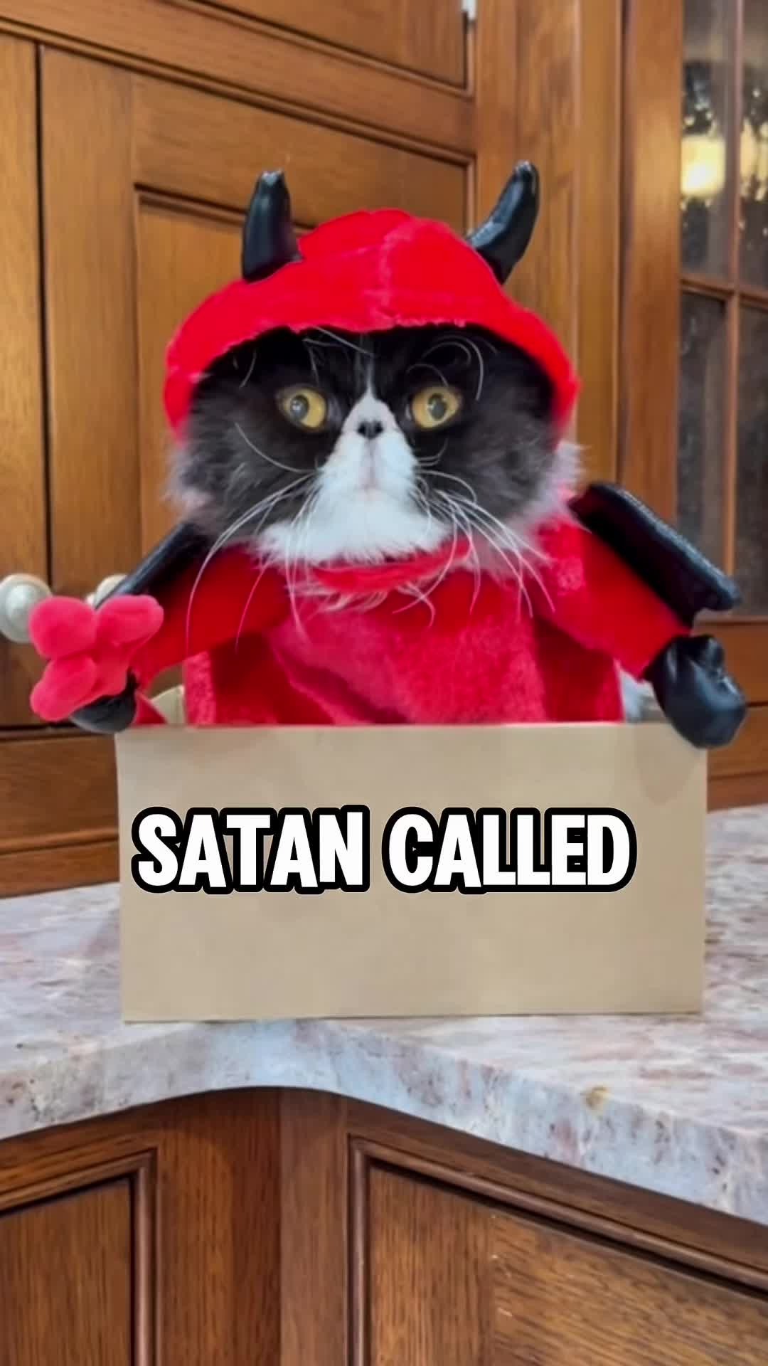 @Walter Bishop The Cat