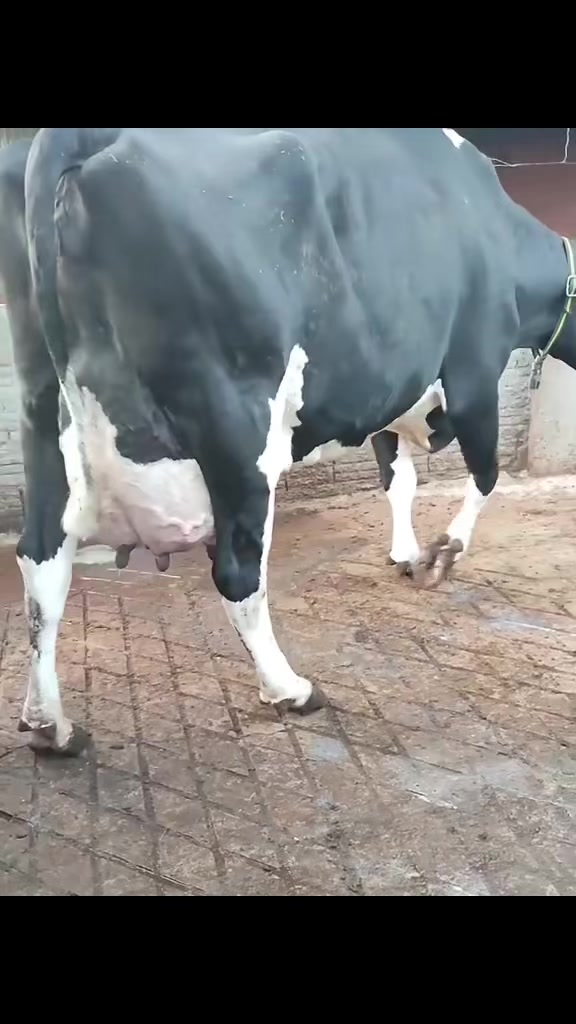 @Mohra Langrial Beetal1