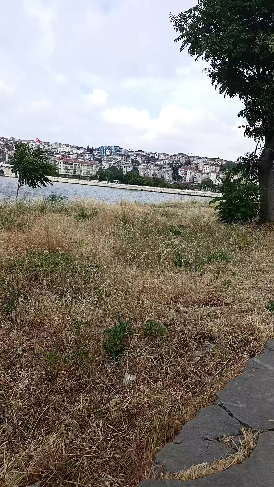 @papatya 🌼