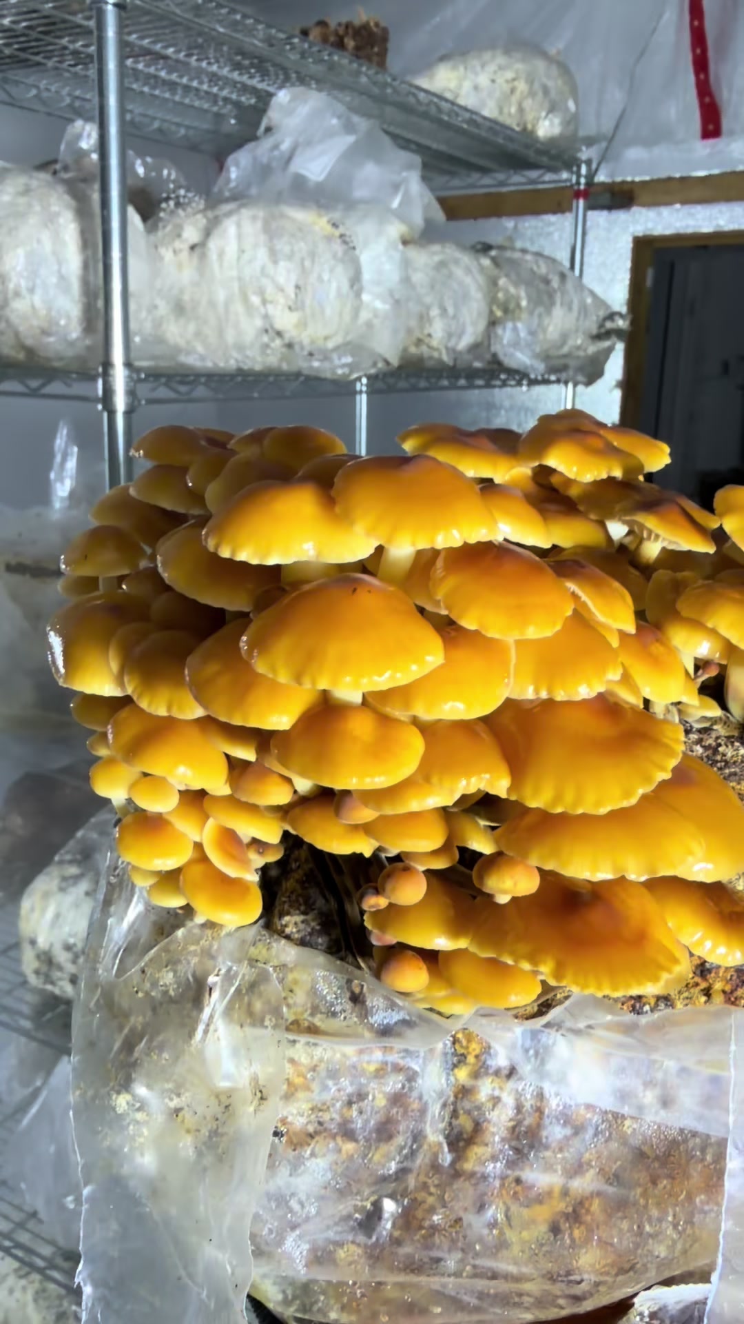 @The Mushroom Hub
