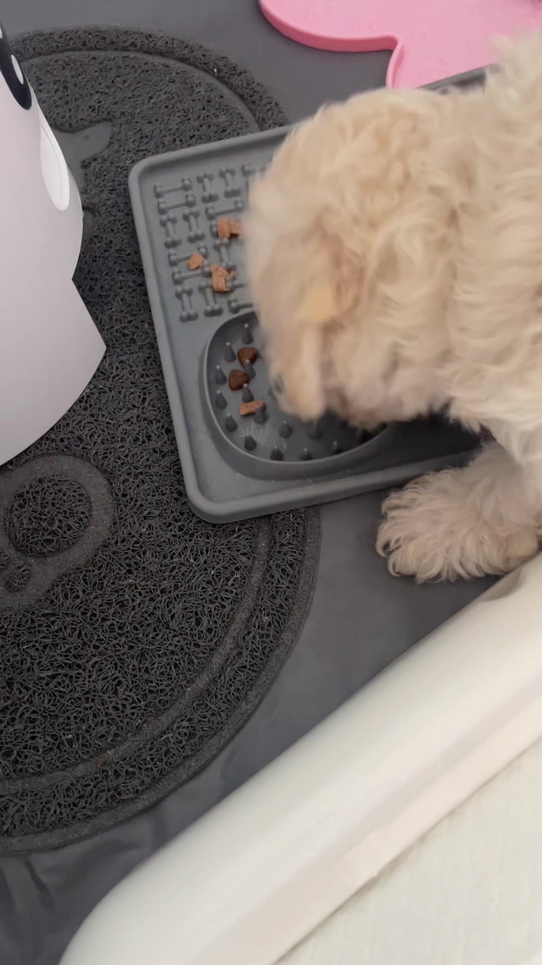 @Lilli&bull;Maltipoo