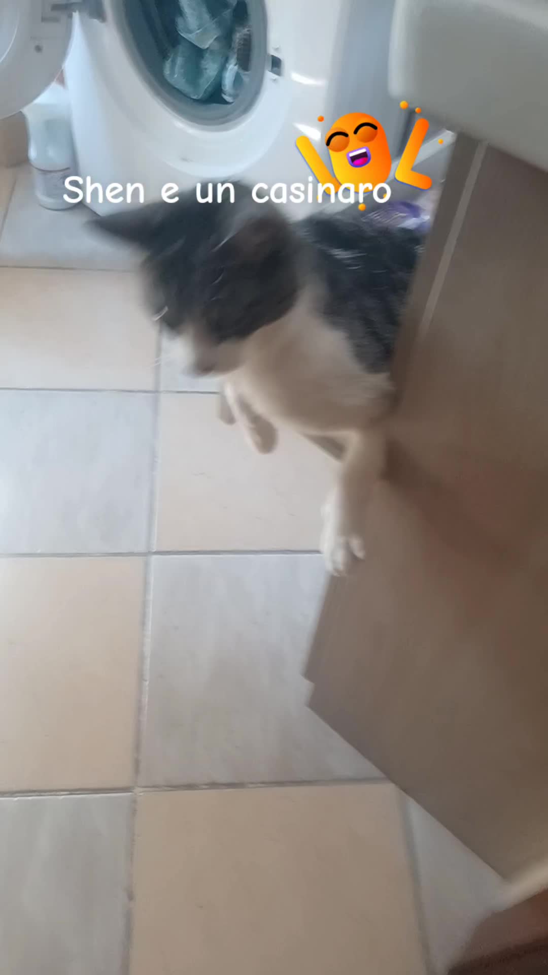 @amica dei gatti