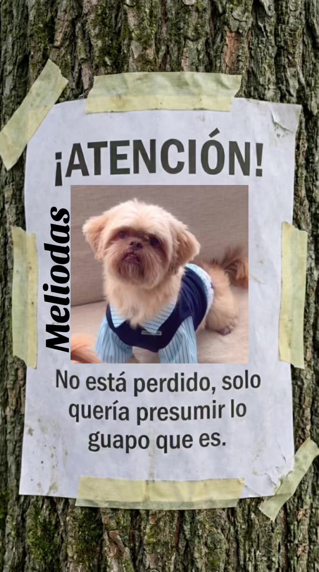 @De Los Angeles Mendo