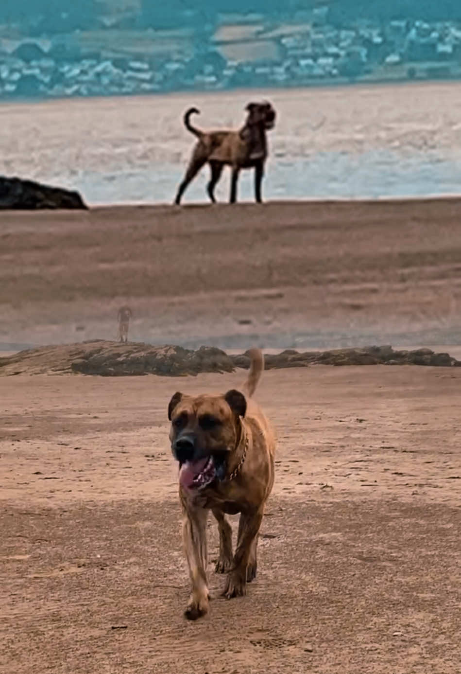 @Mooch 💖🍃 PRESA-CANARIO