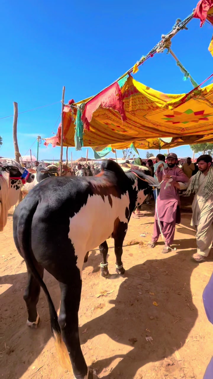 @Shah Goat Farm