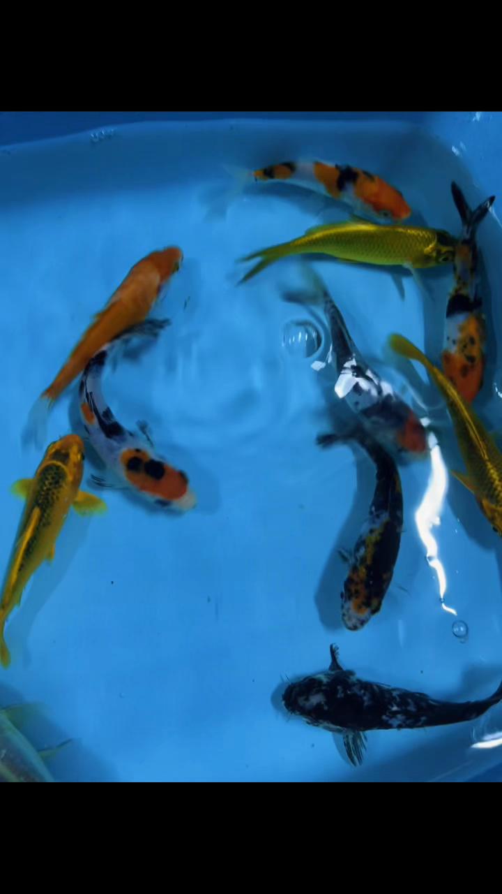 @Aqua Pets Colors Pisco