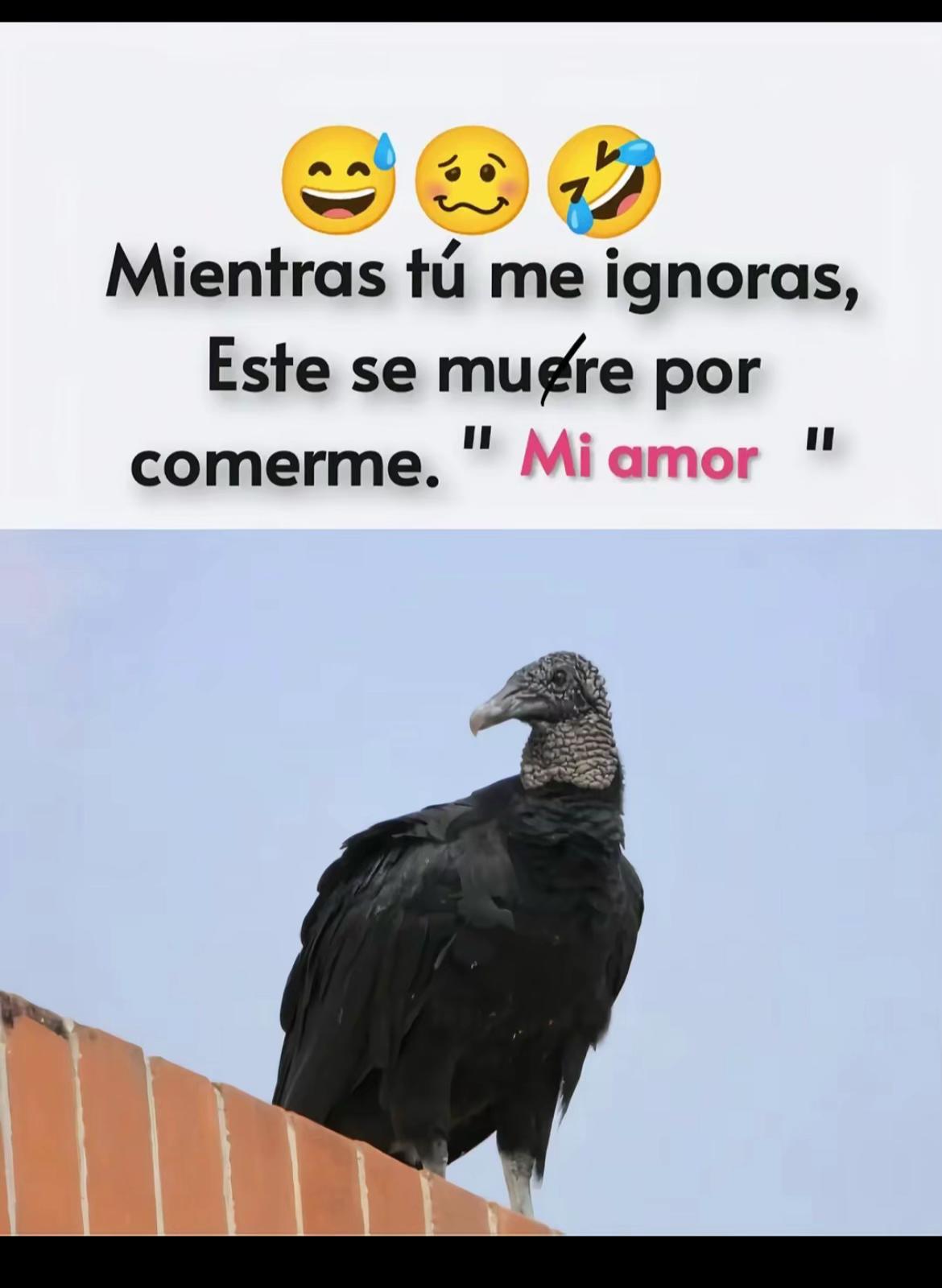 @july alarcon