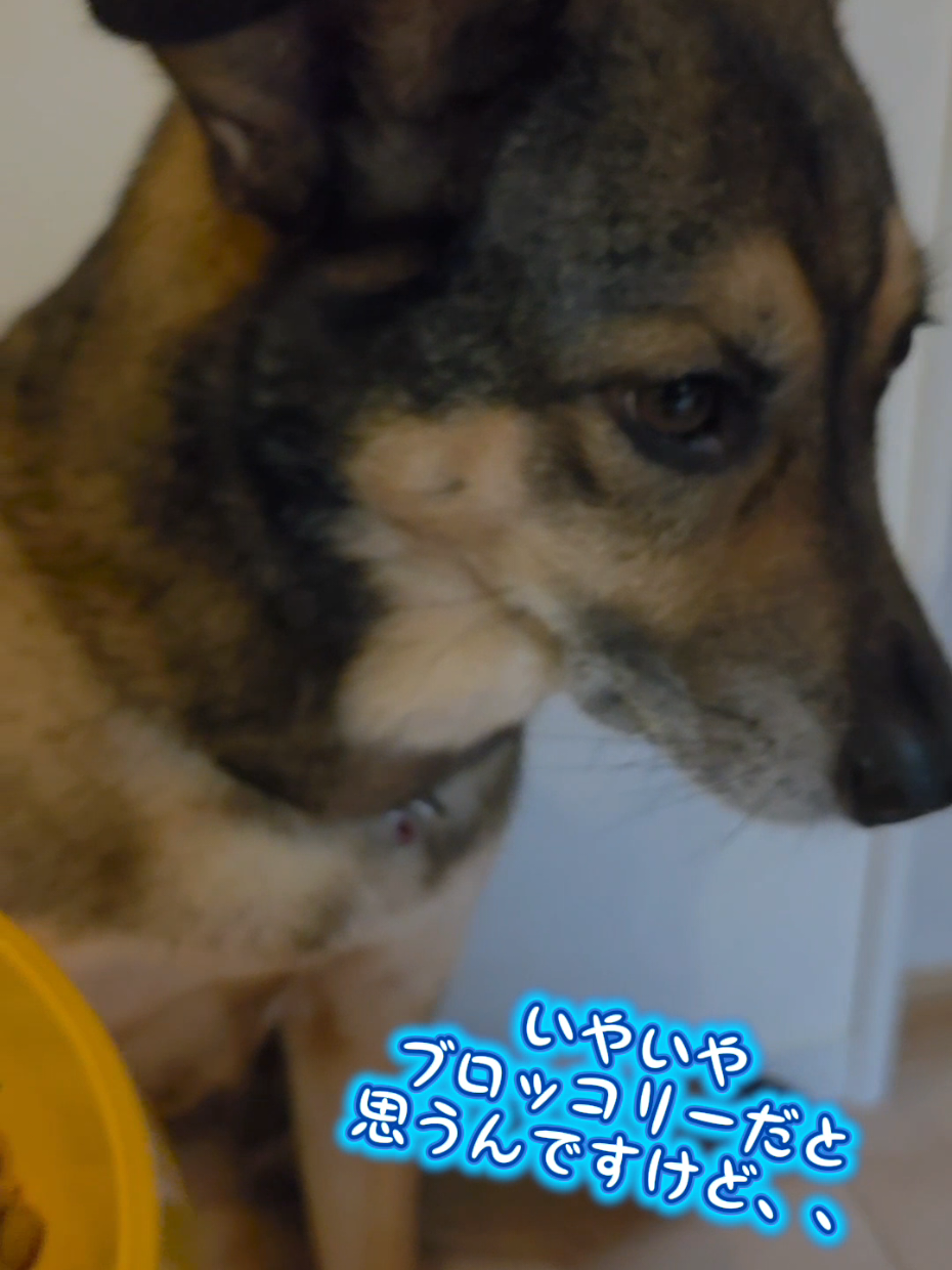 @雑種犬 𖹭 保護犬まる🐶🇺🇸🇯🇵