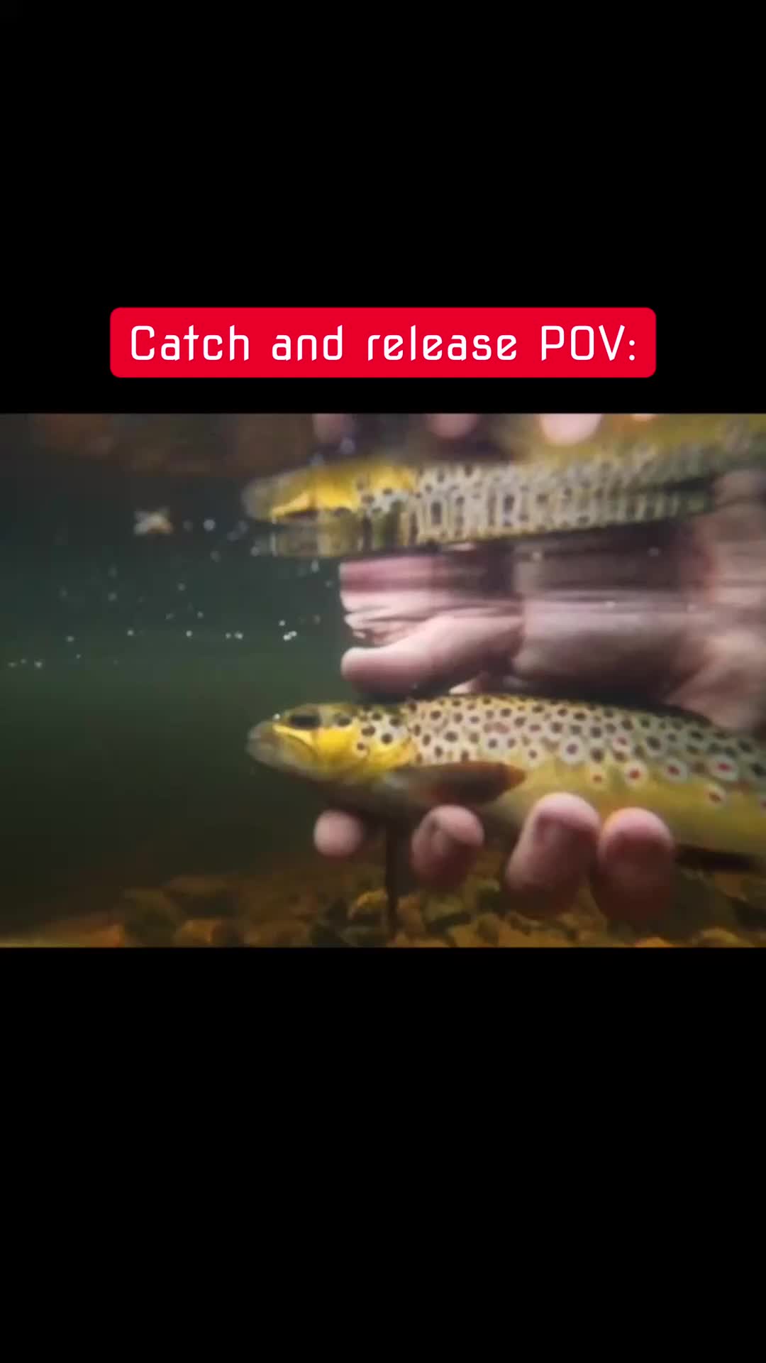@fishingshaun