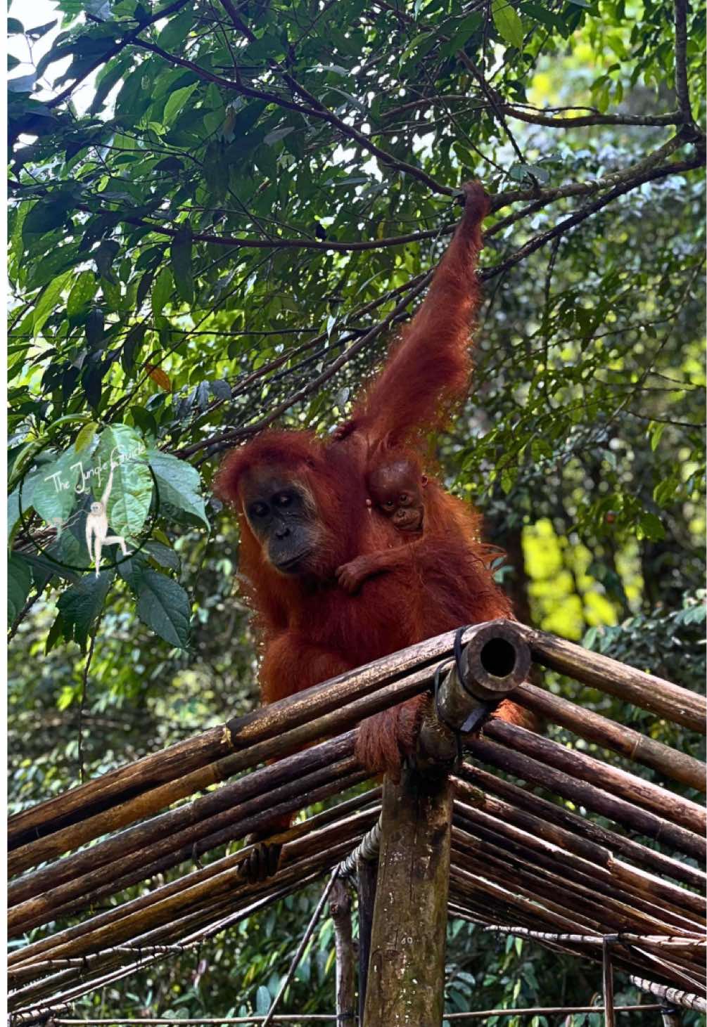 @The Jungle Guide