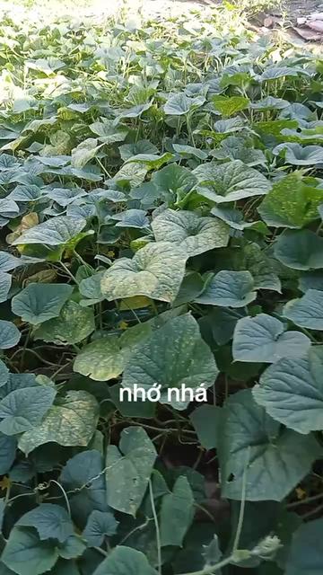 @Tsimnuj27 ua yam yug nyiam