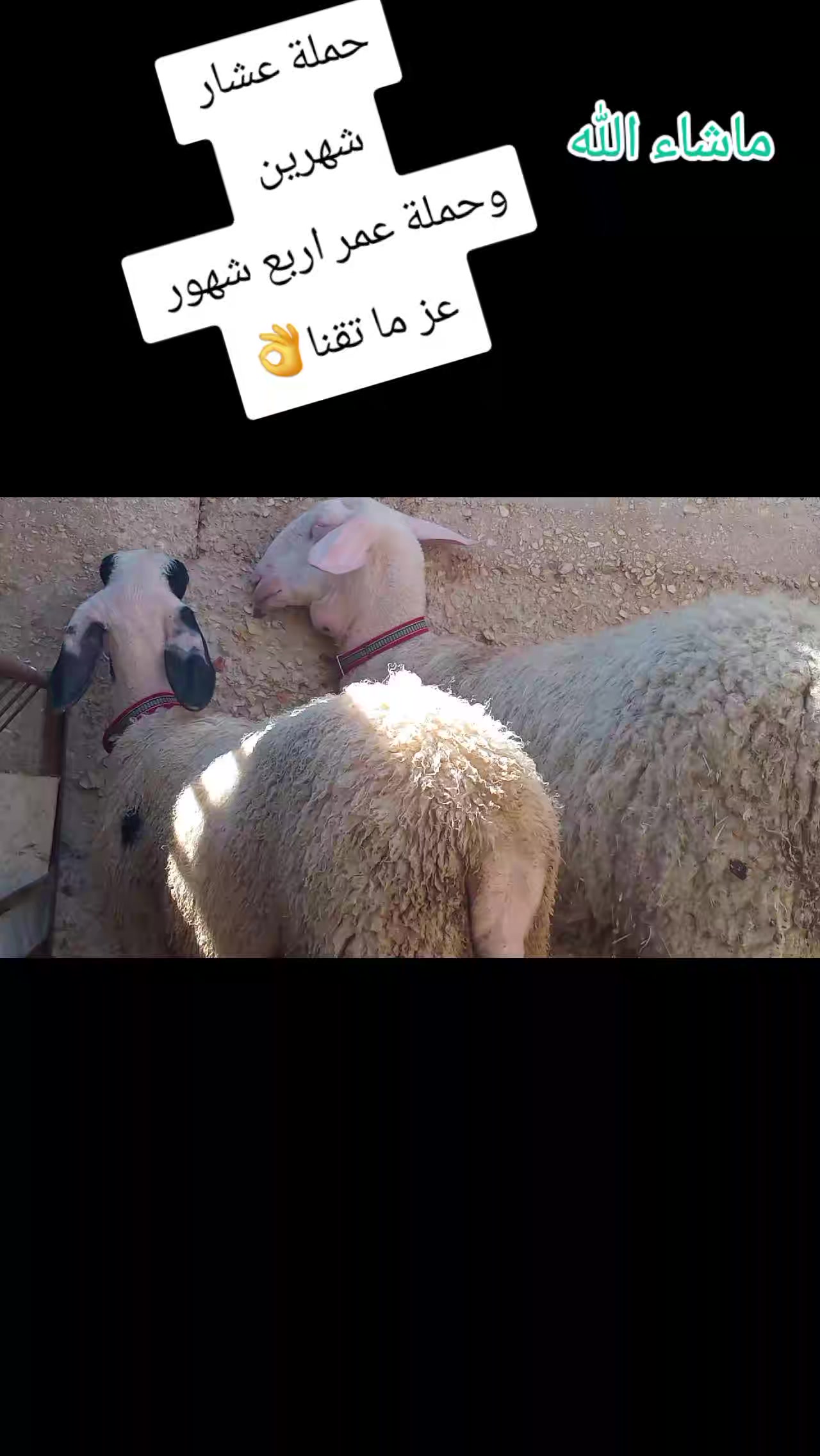 @bashar
