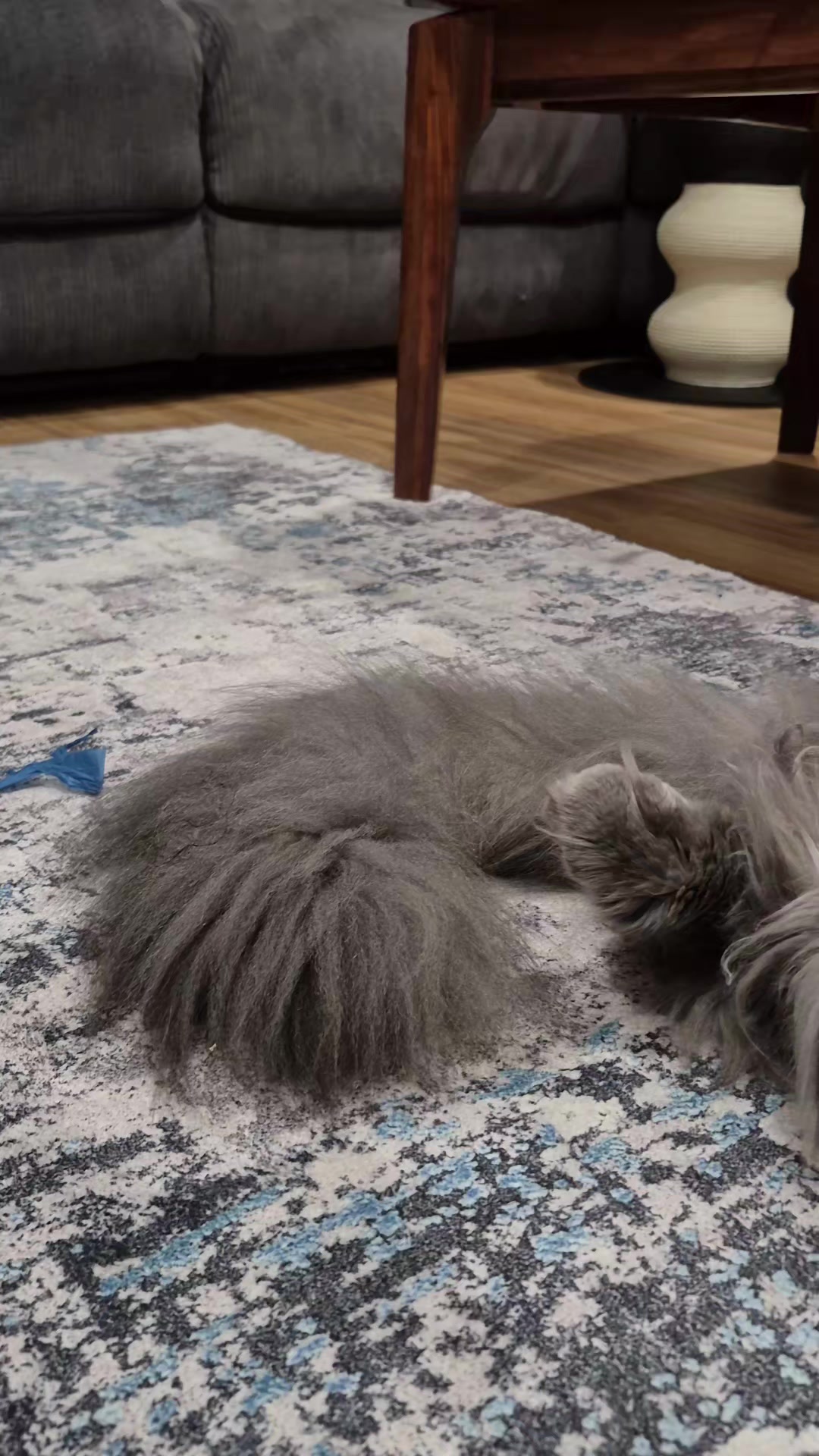 @Ragnar the Maine Coon 🐈