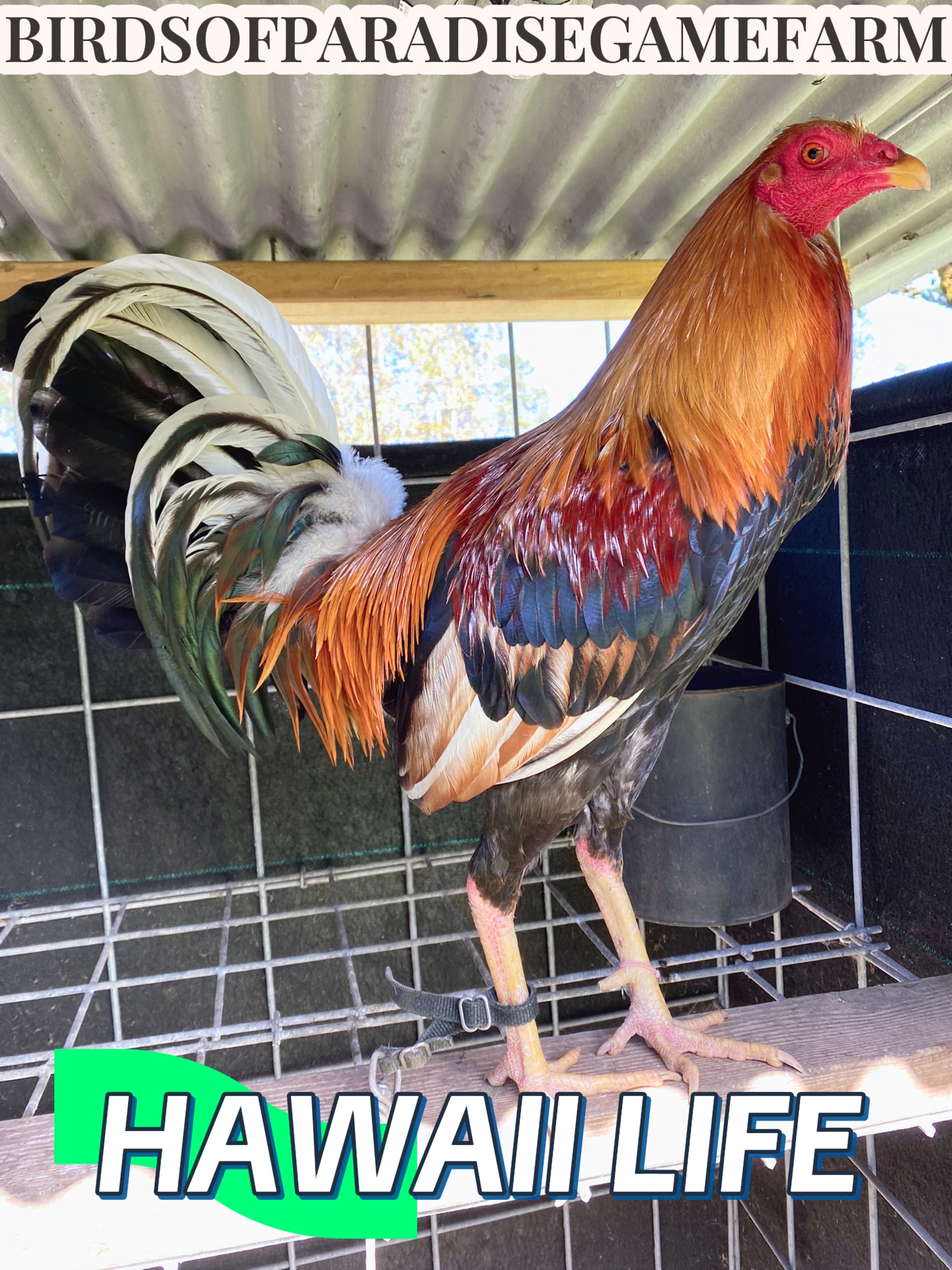 @Birds of Paradise Gamefarm