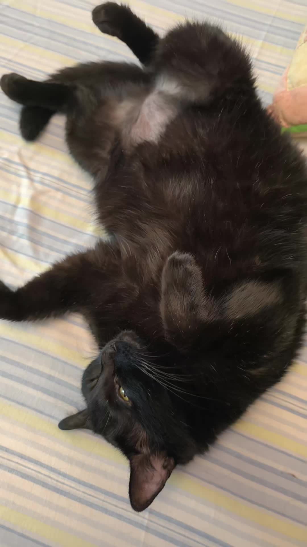 @La loca de los gatos