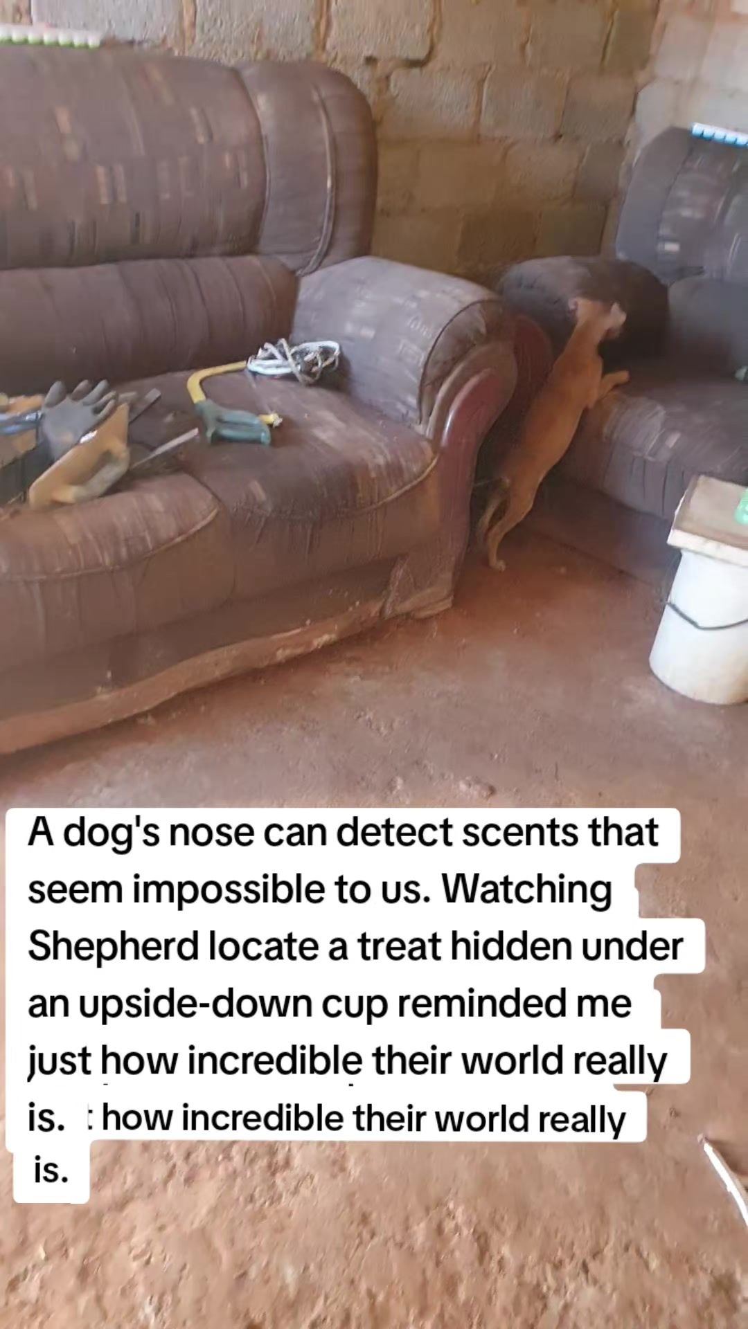 @LifeWithSummerAndShepherd