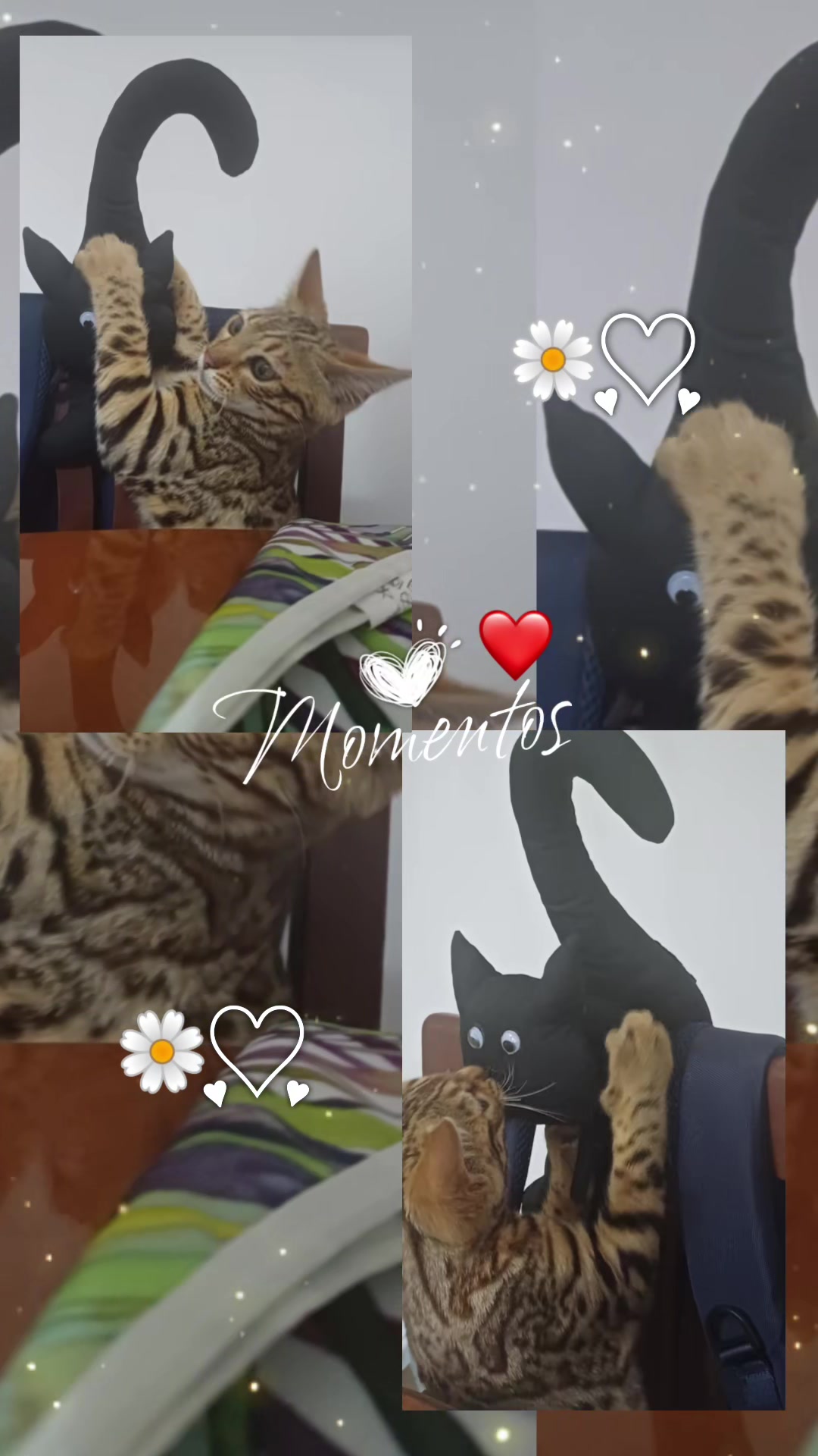 @rio.supercat