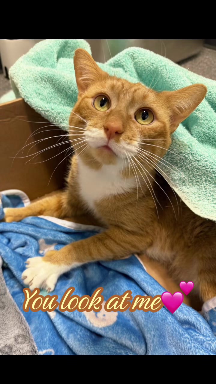@The Fur Seasons Feline Rescue