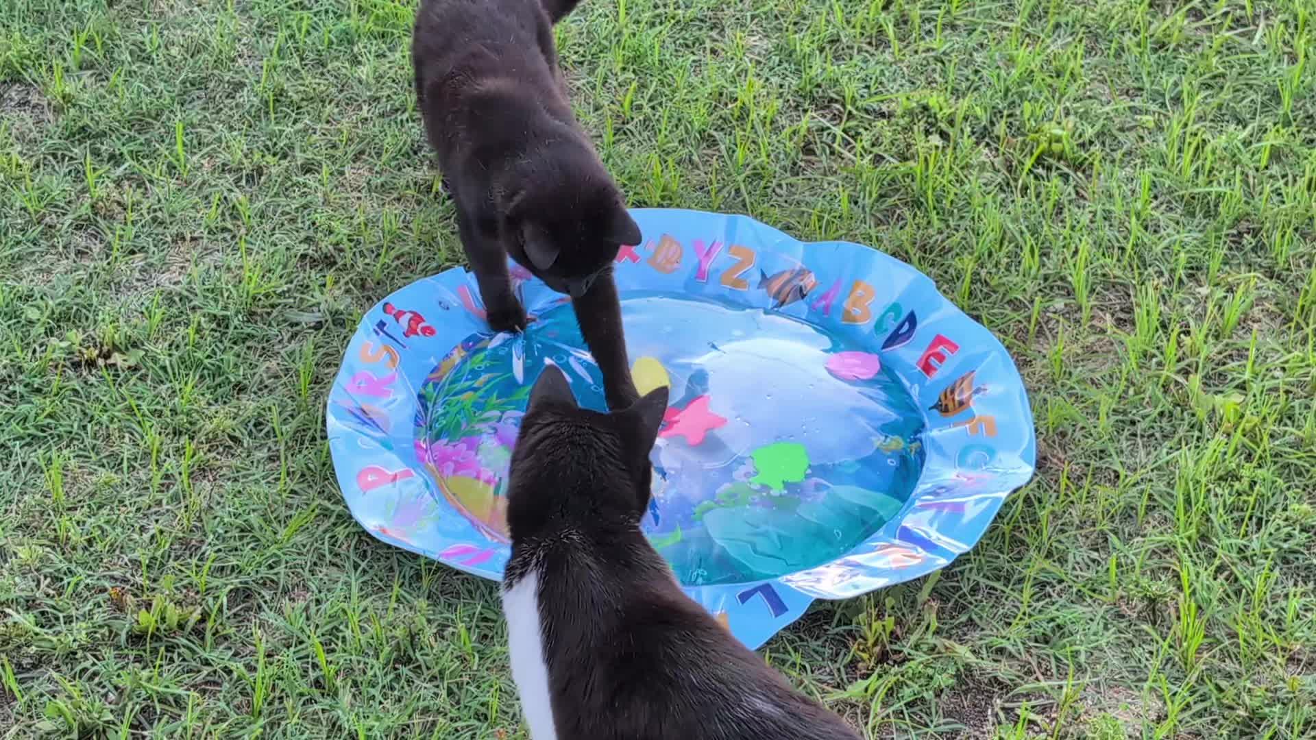 @The Ultimate Catio Life