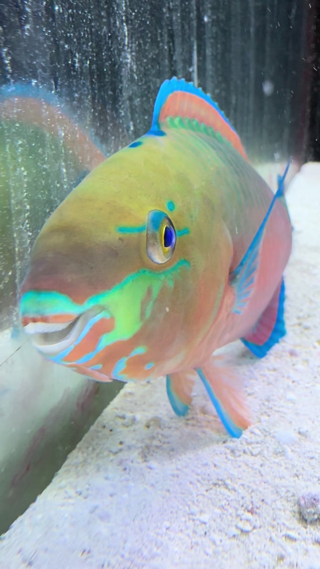 @fintastic aquariums