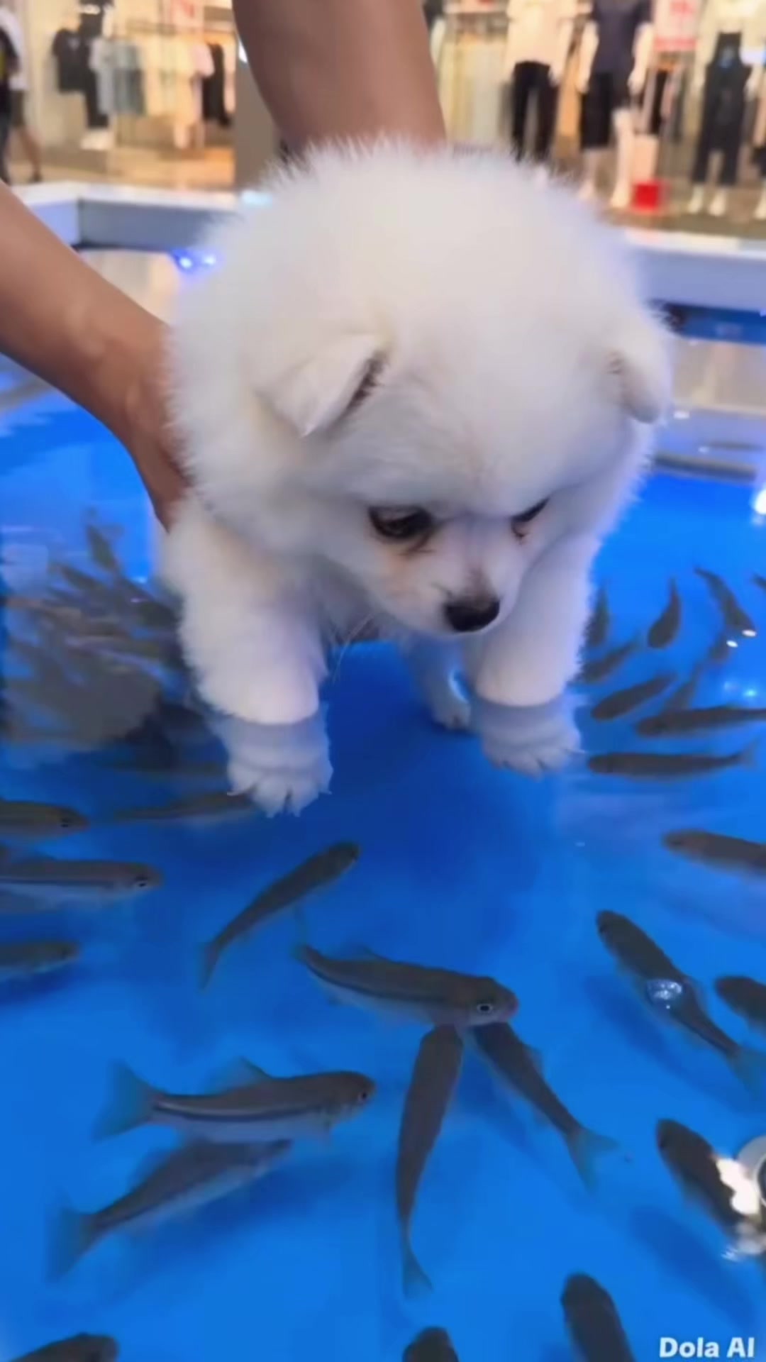 @Dog_551