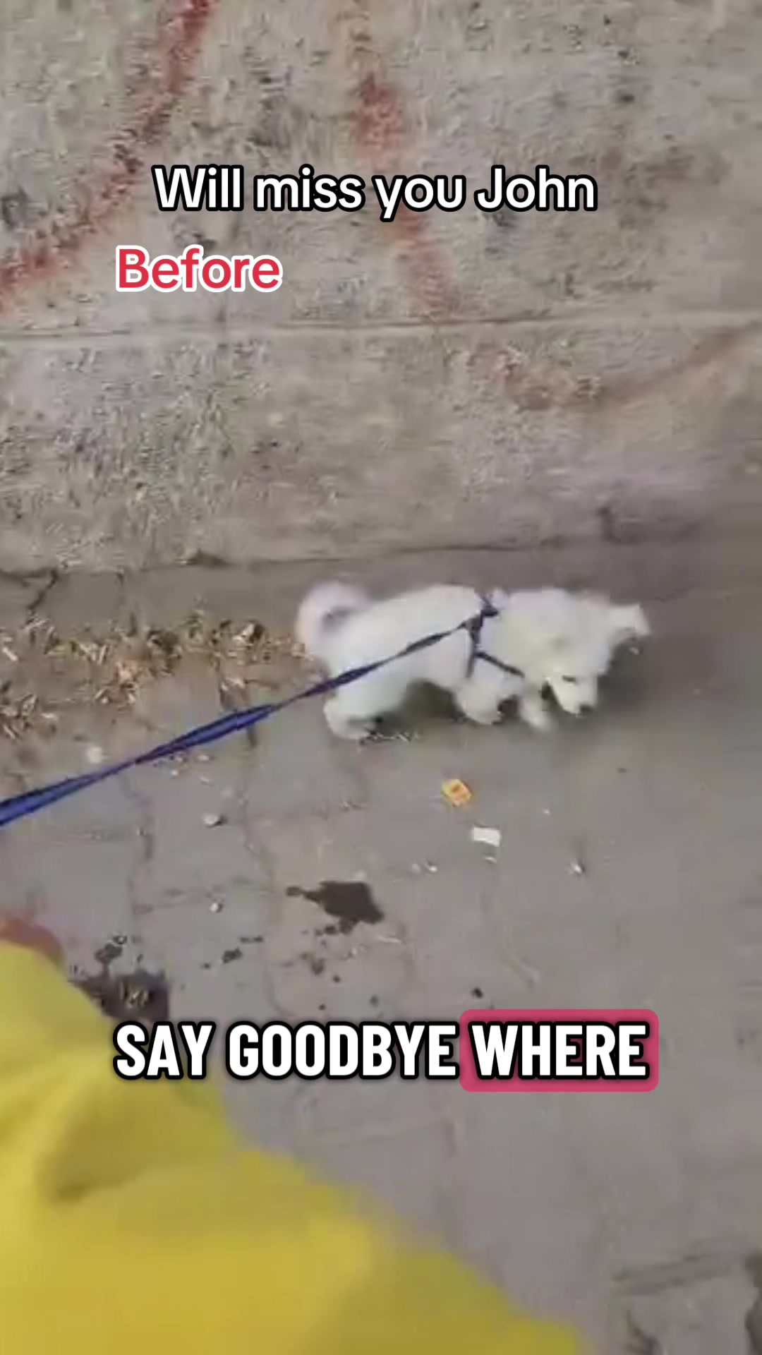 @Gaza Animal Rescue