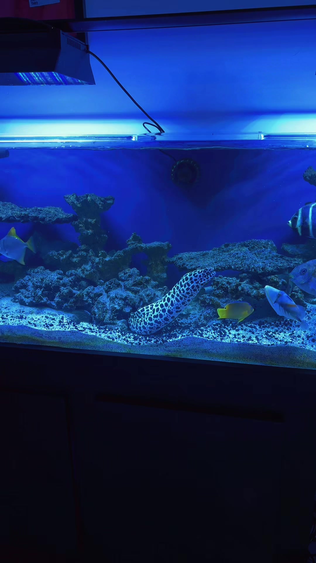 @reeflove