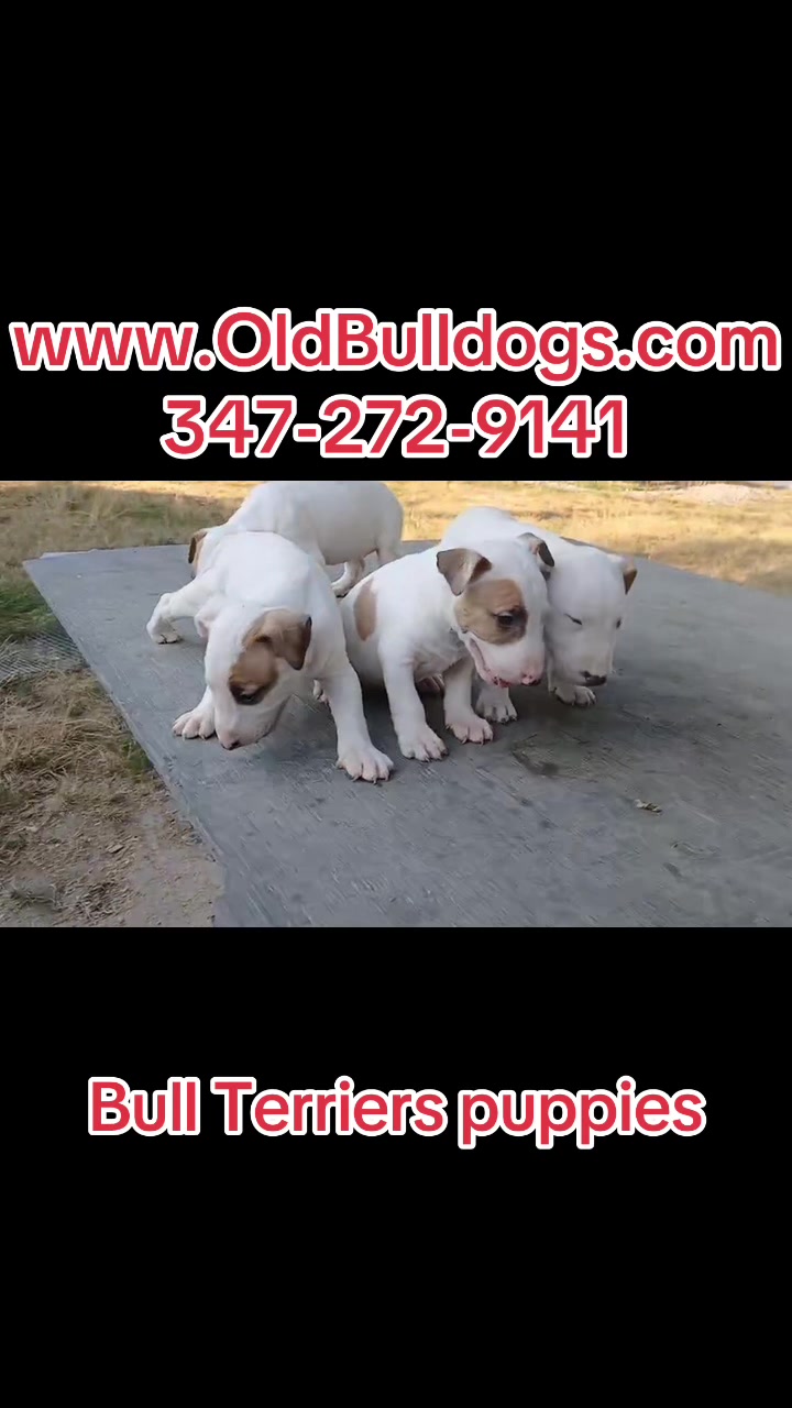 @OGMasterOfAllBulldogs