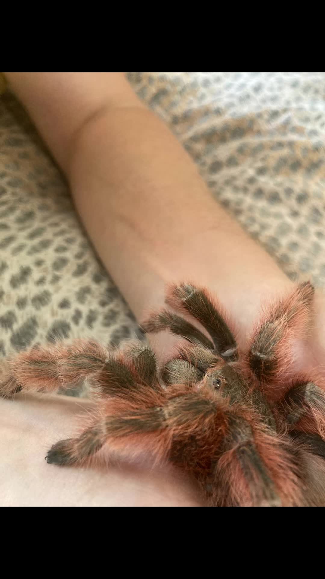 @🕷️𝓛𝓪𝓭𝔂𝓢𝓬𝓪𝓻𝓮🕷️
