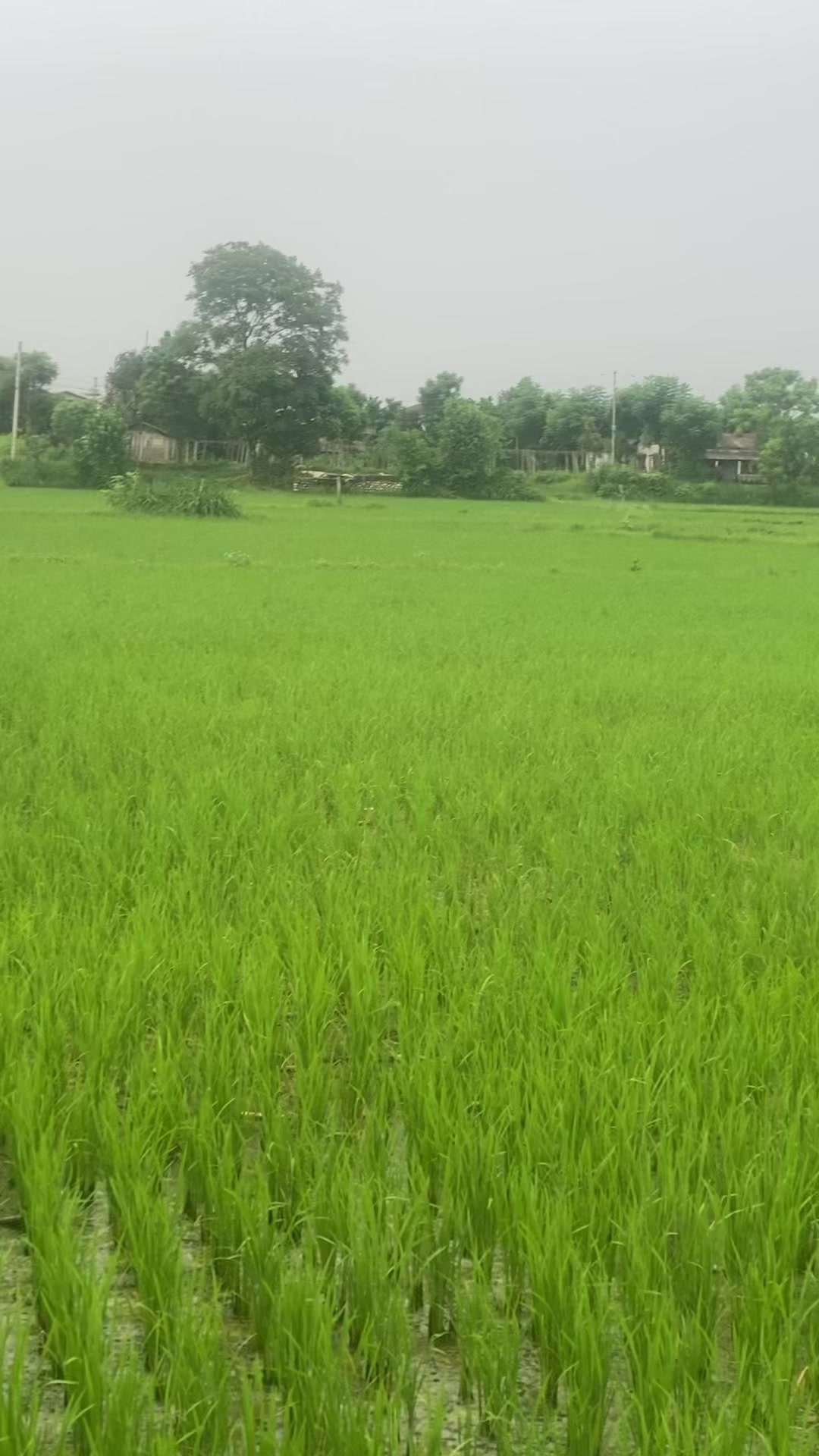 @Sunil Dawadi