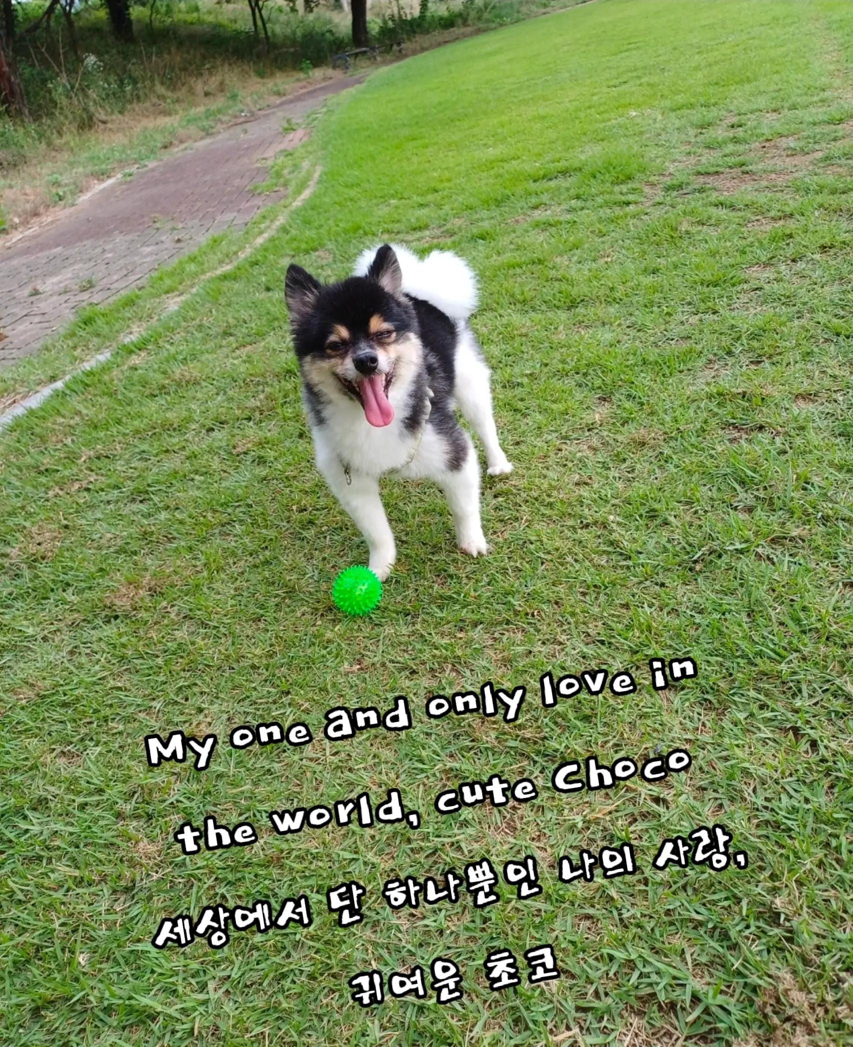 @୧⍣⃝ɷ초코ɞ୨