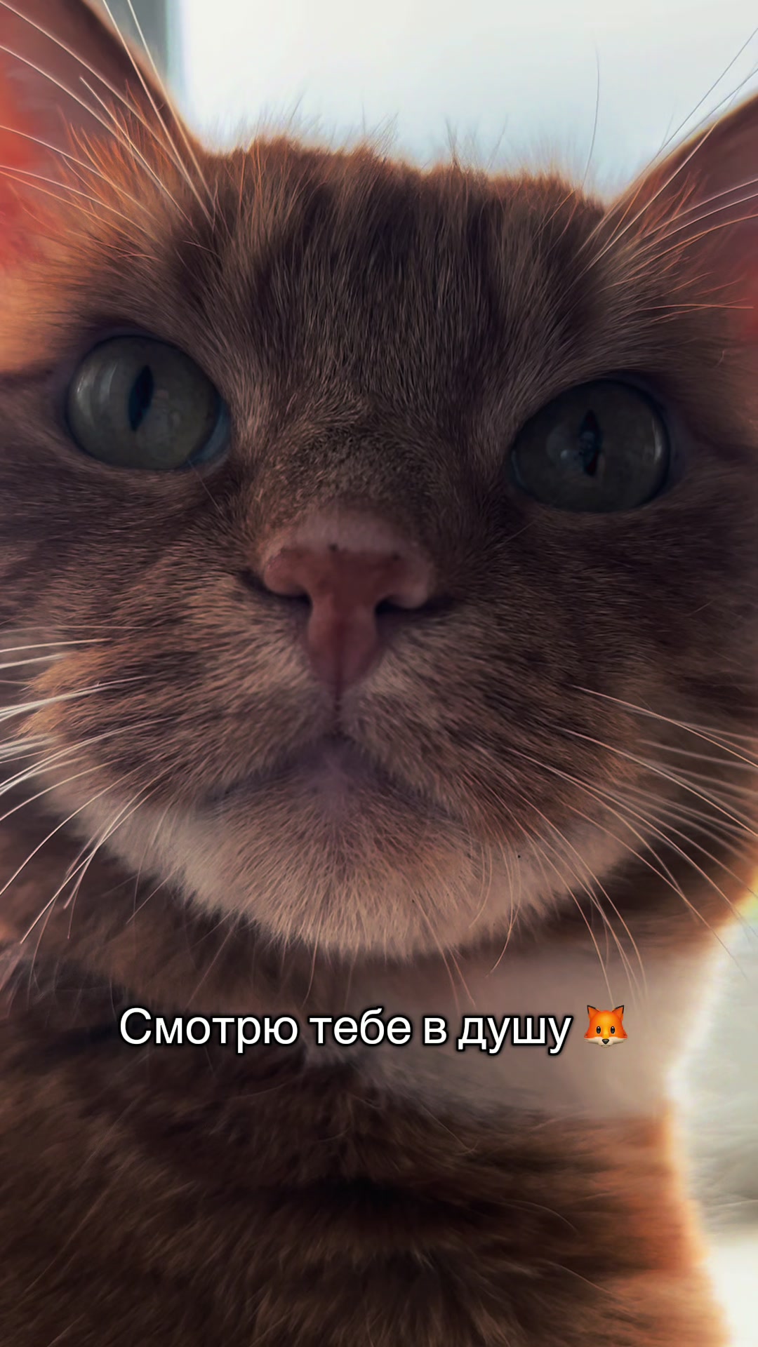 @Оля & Co🐈&zwj;⬛🐈
