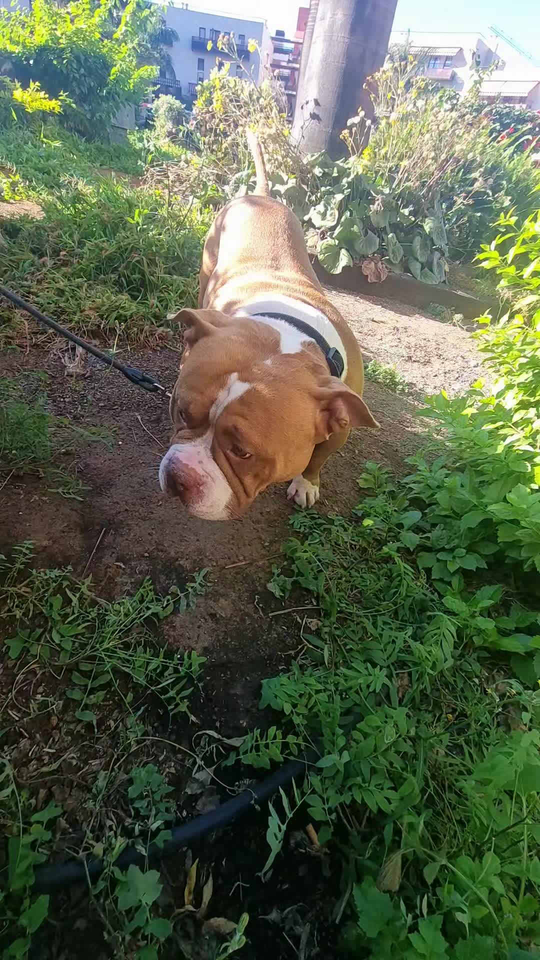 @Americanbully.Boyka