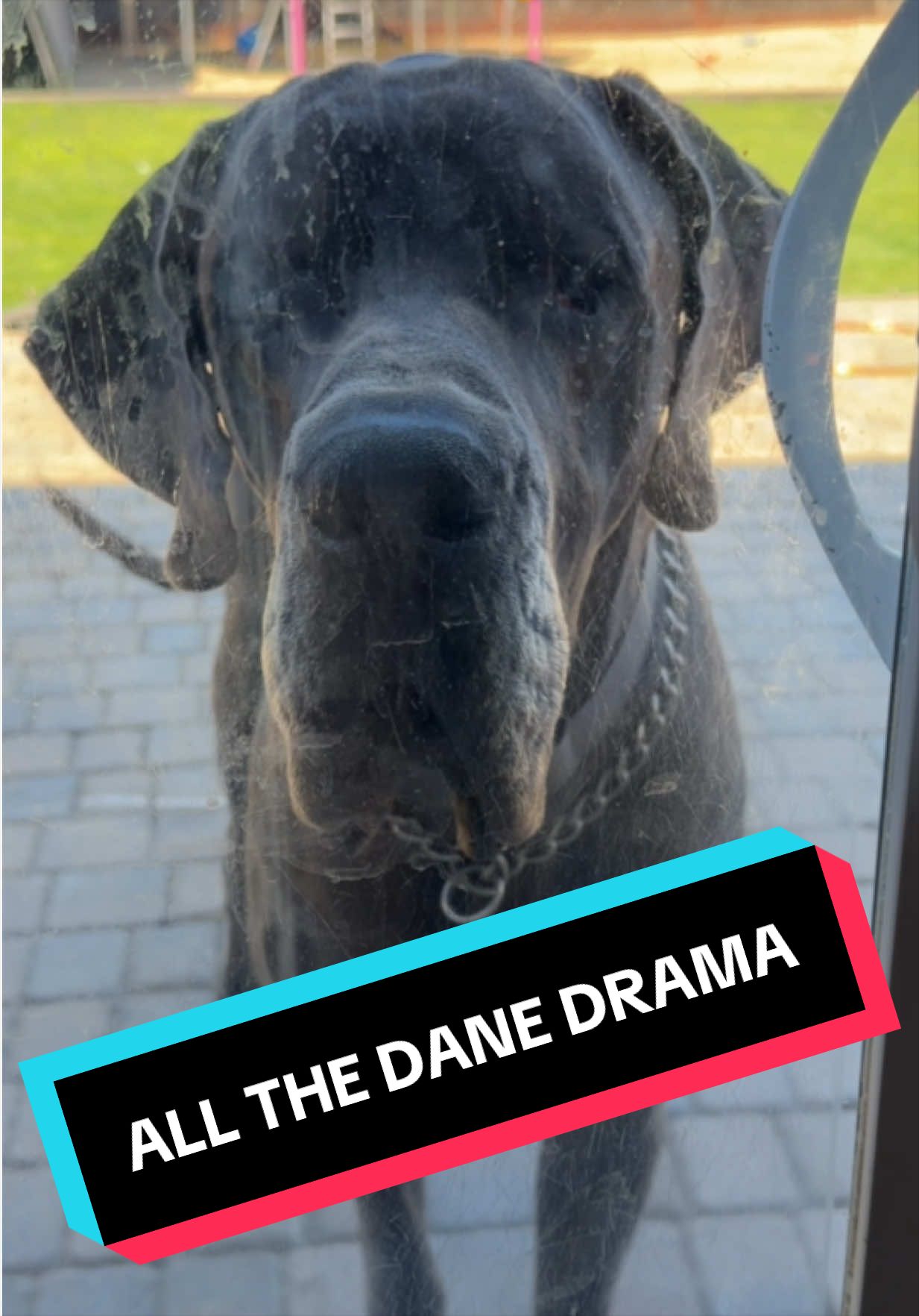 @GUNNER | Great Dane