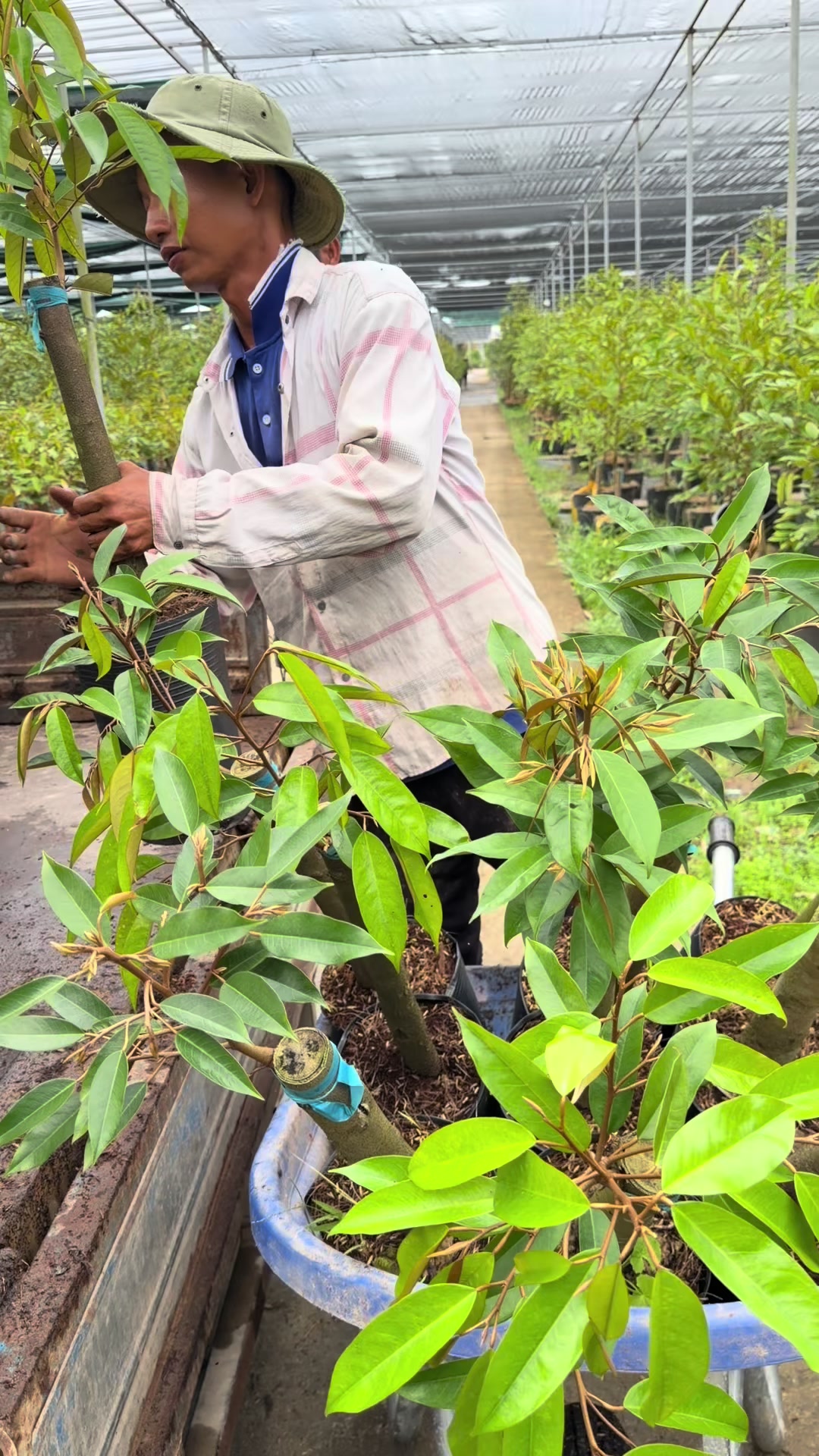 @Hùng Chương STCG Welofarm
