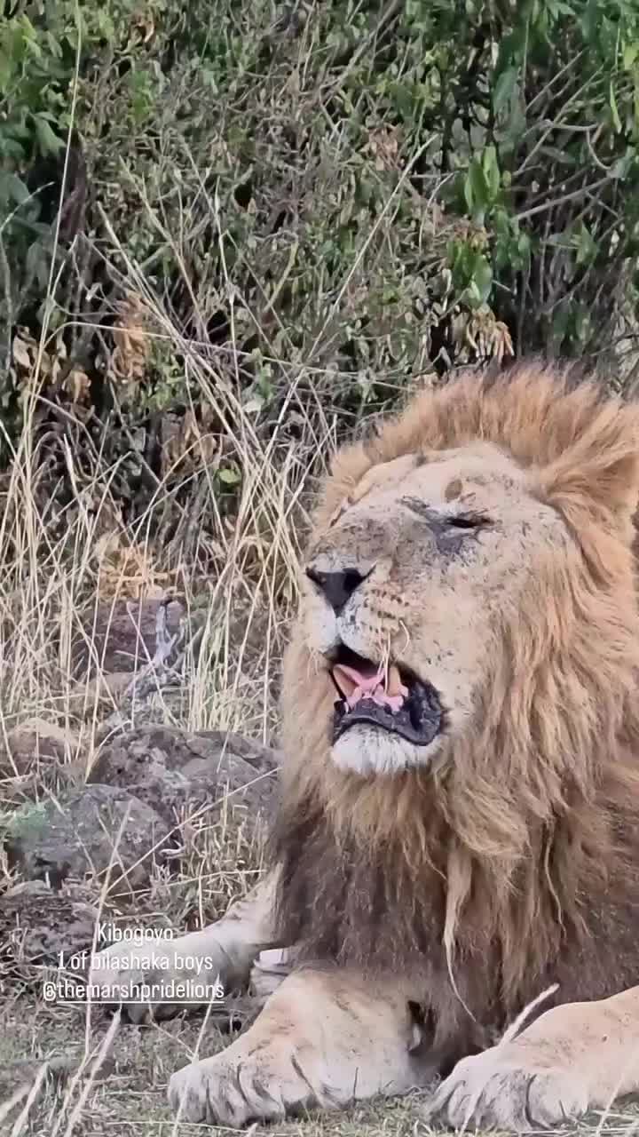 @Албена Граминова
