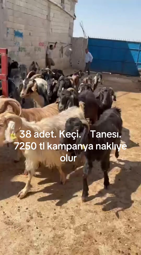 @Ahmet S&ouml;nmez