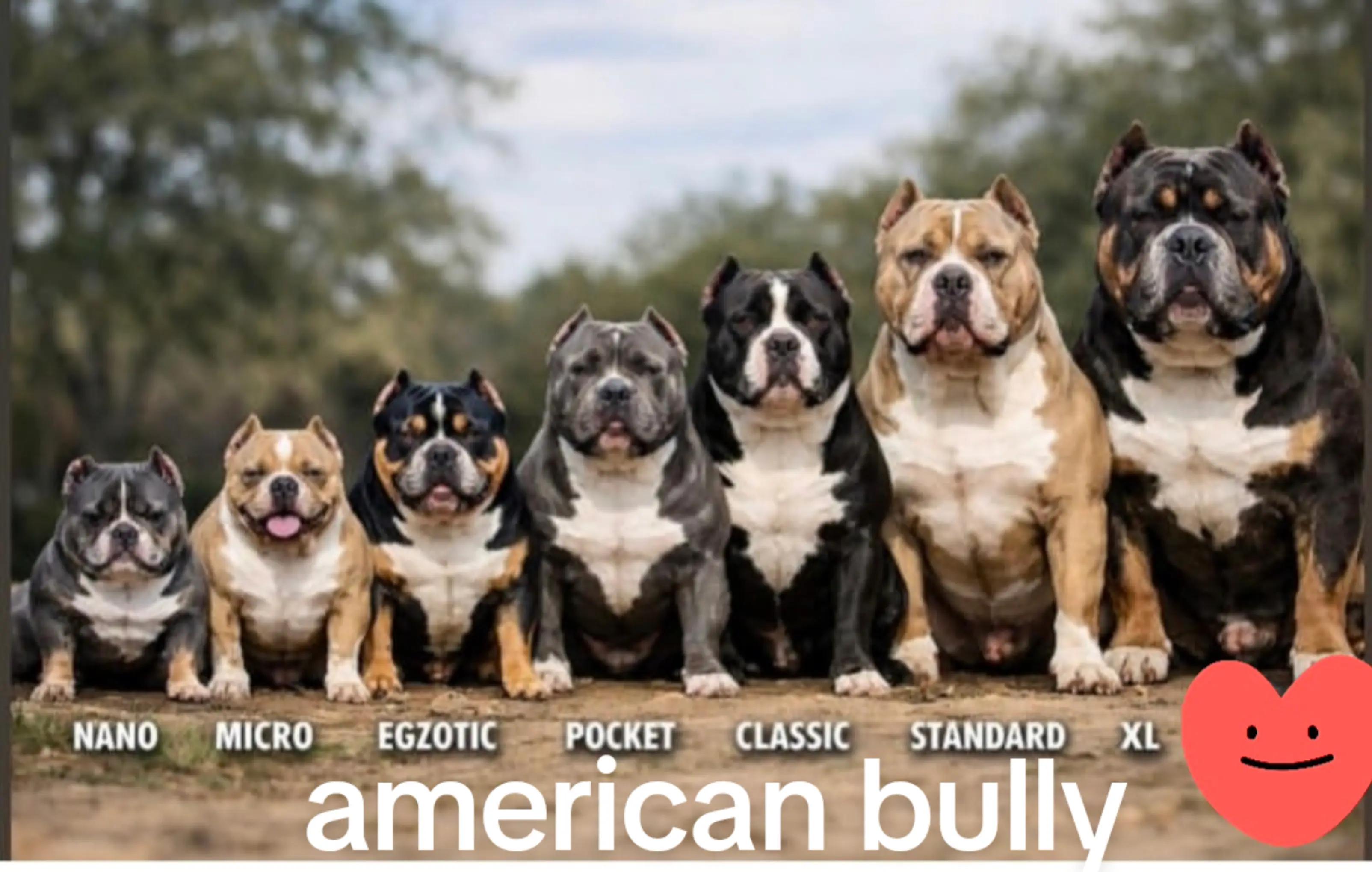 @Americanbully.Boyka