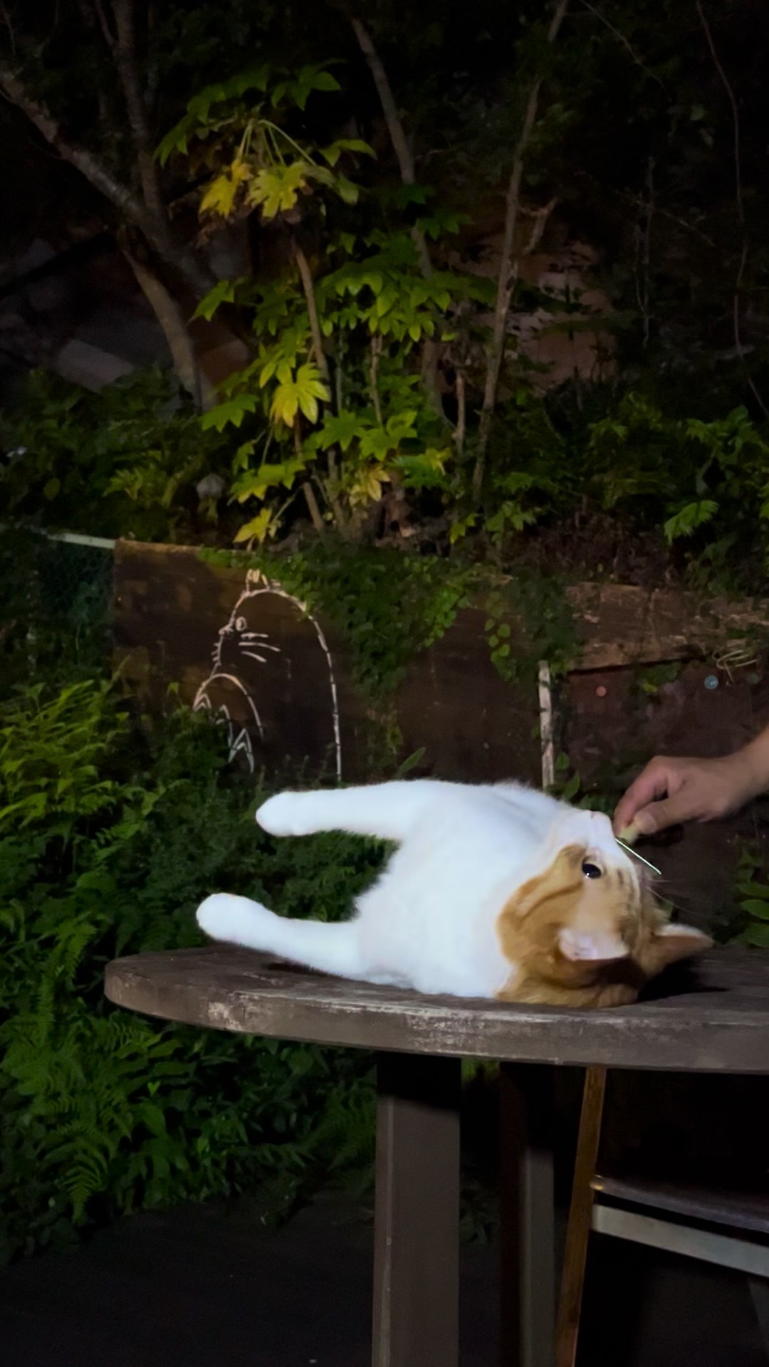 @猫が好きだから事業部　Ilikecatsdivisio