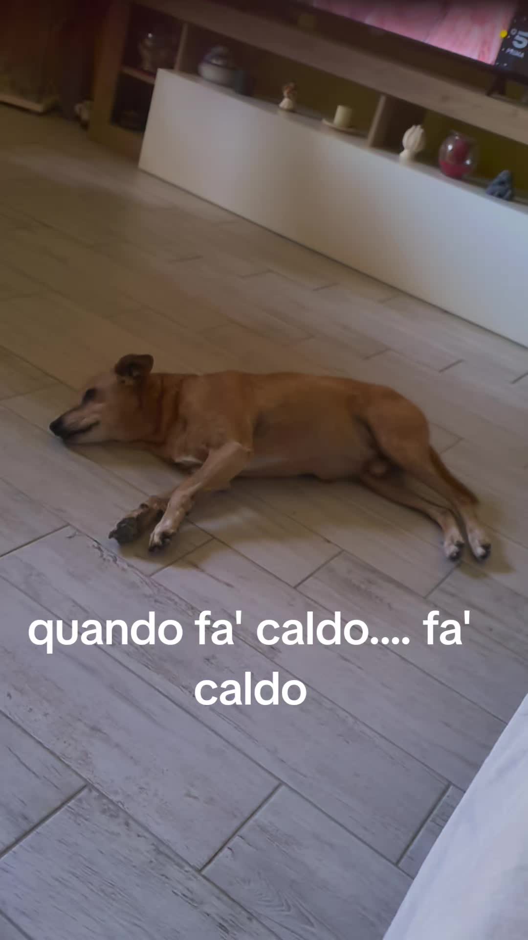 @Daniela Piantanida L